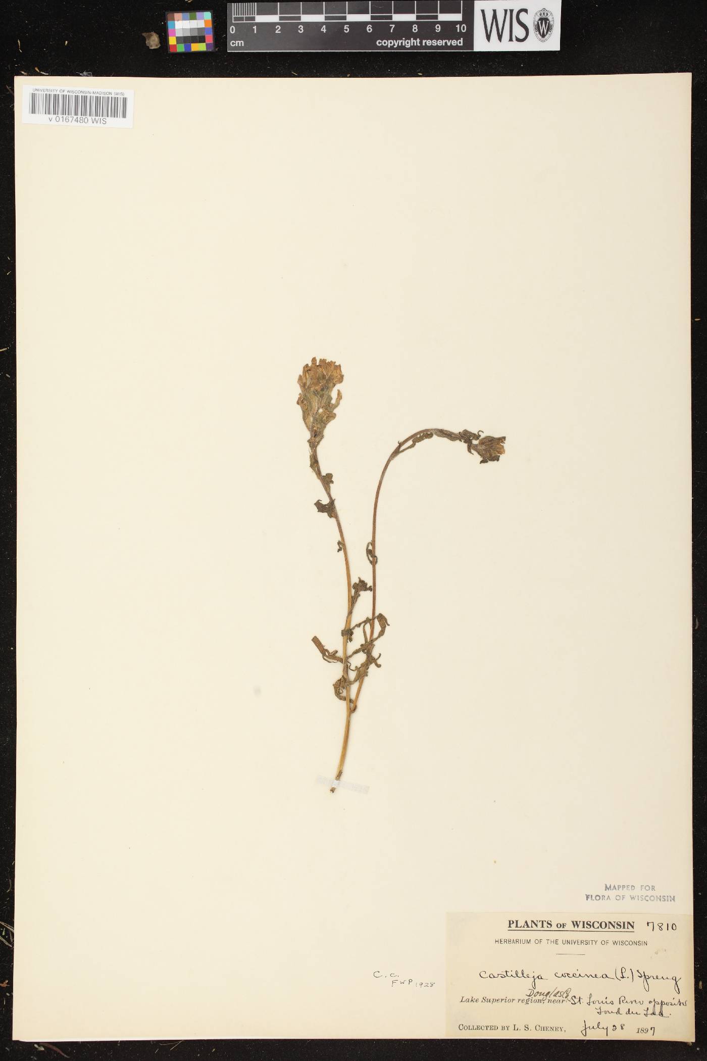 Castilleja coccinea image