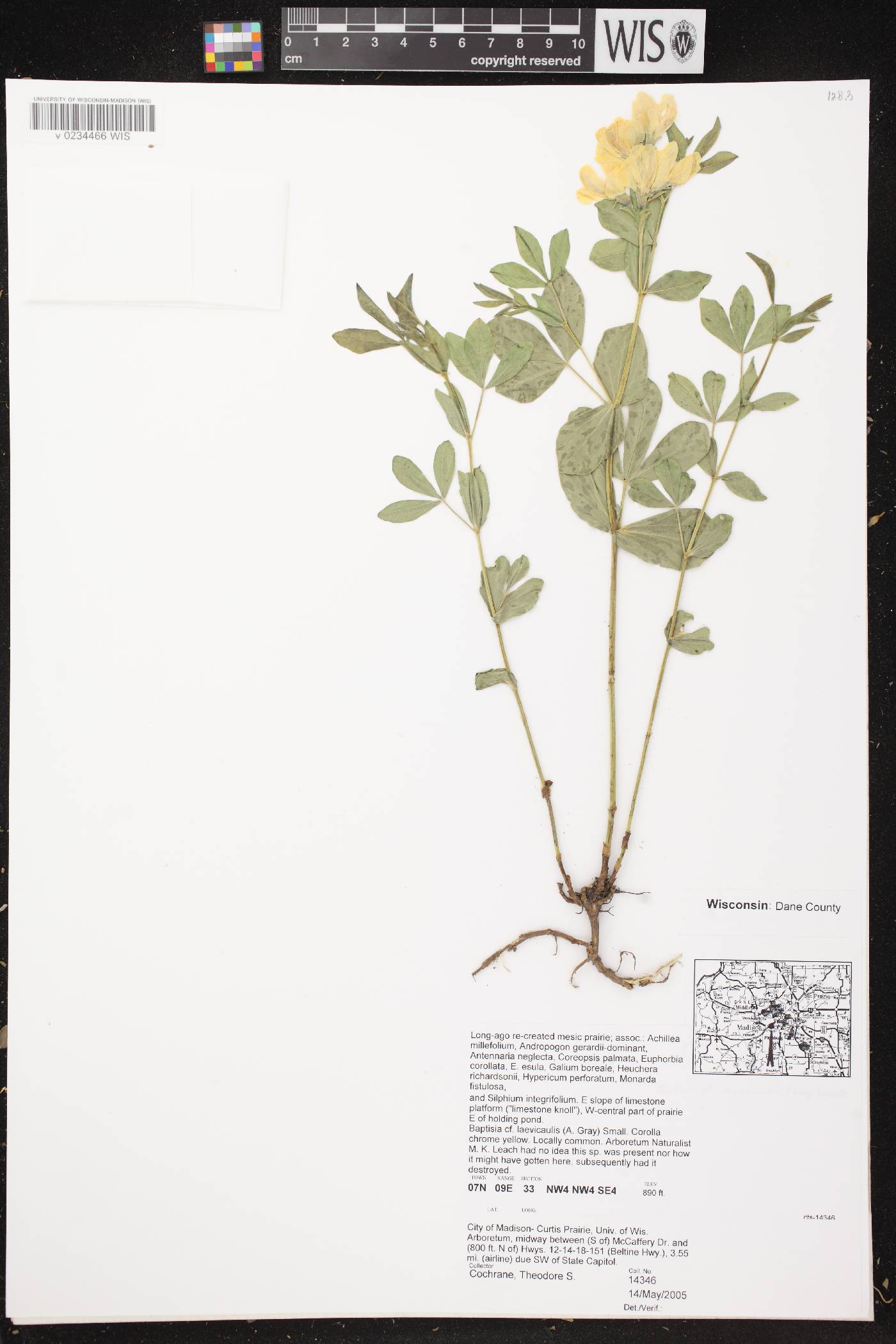 Baptisia leucophaea image