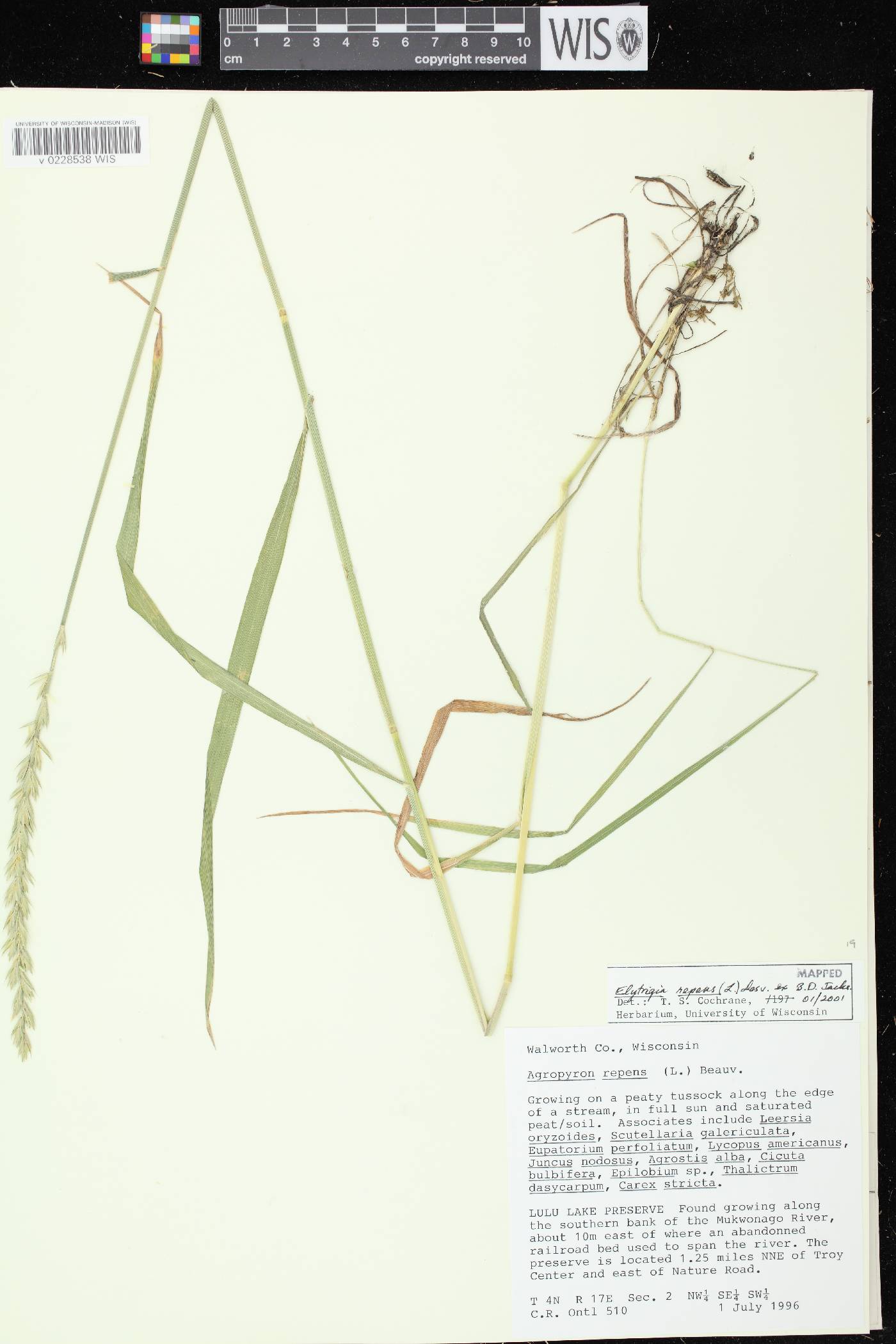 Elymus repens image