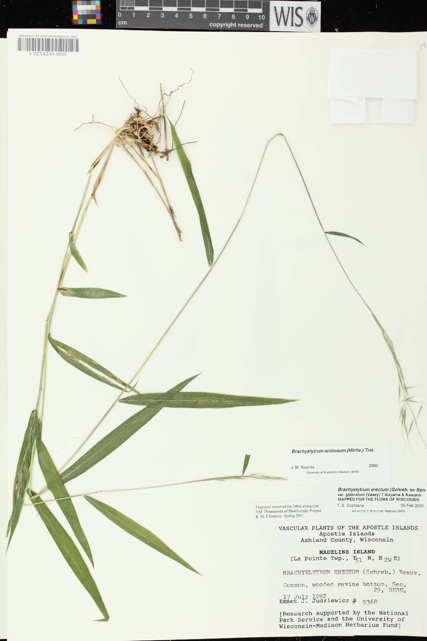 Brachyelytrum aristosum image