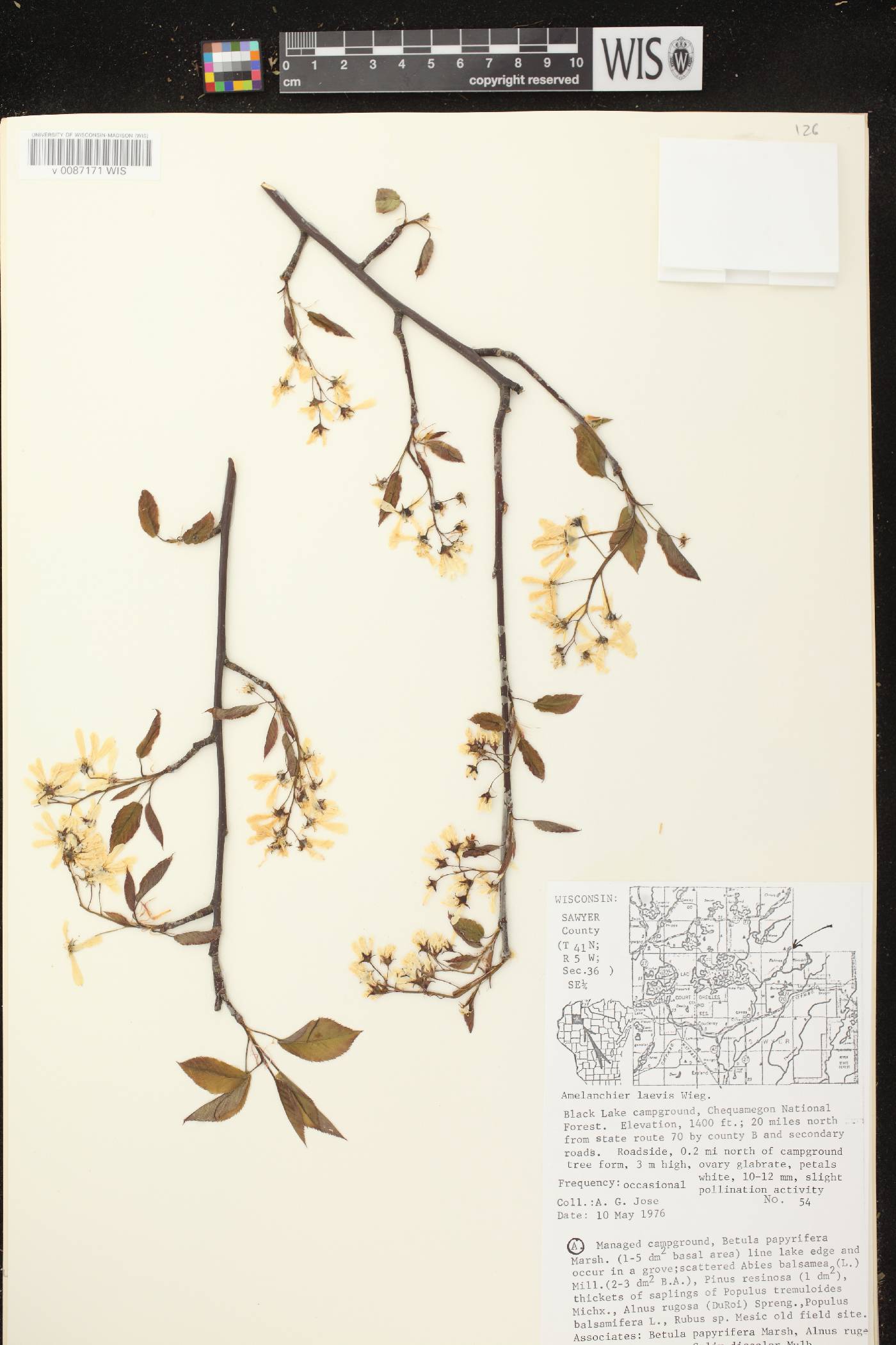 Amelanchier laevis image