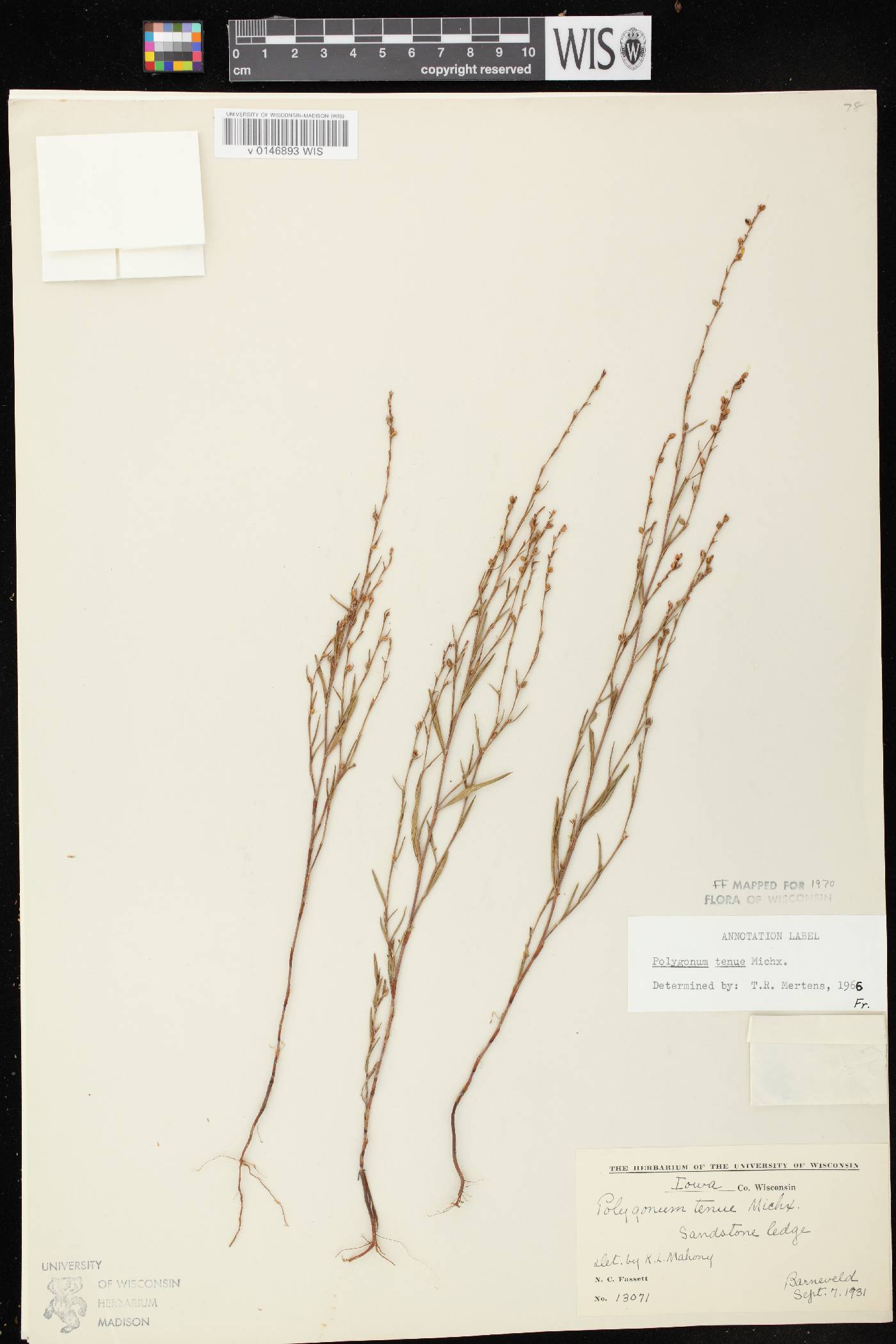 Polygonum tenue image