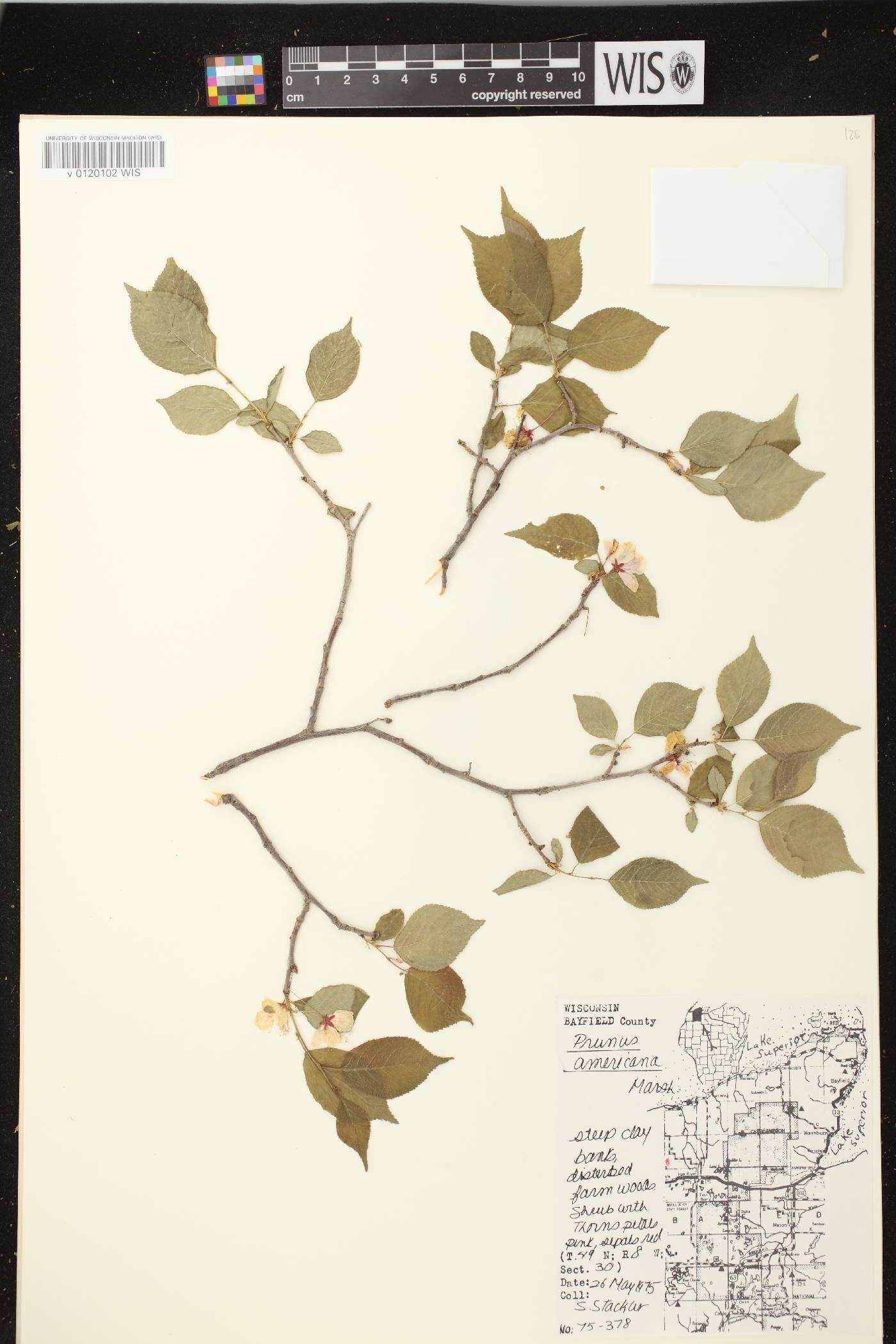 Prunus americana image