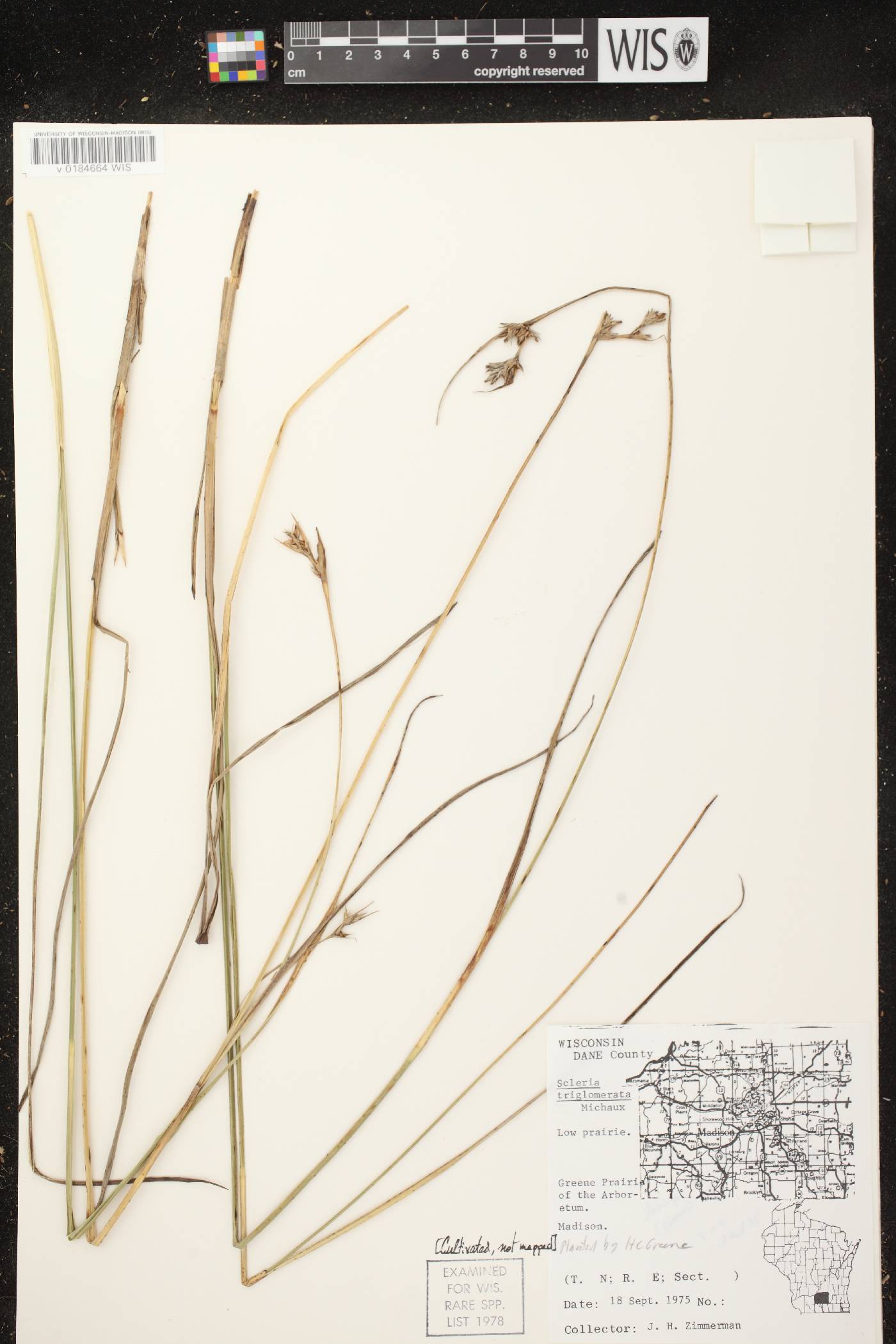 Scleria triglomerata image