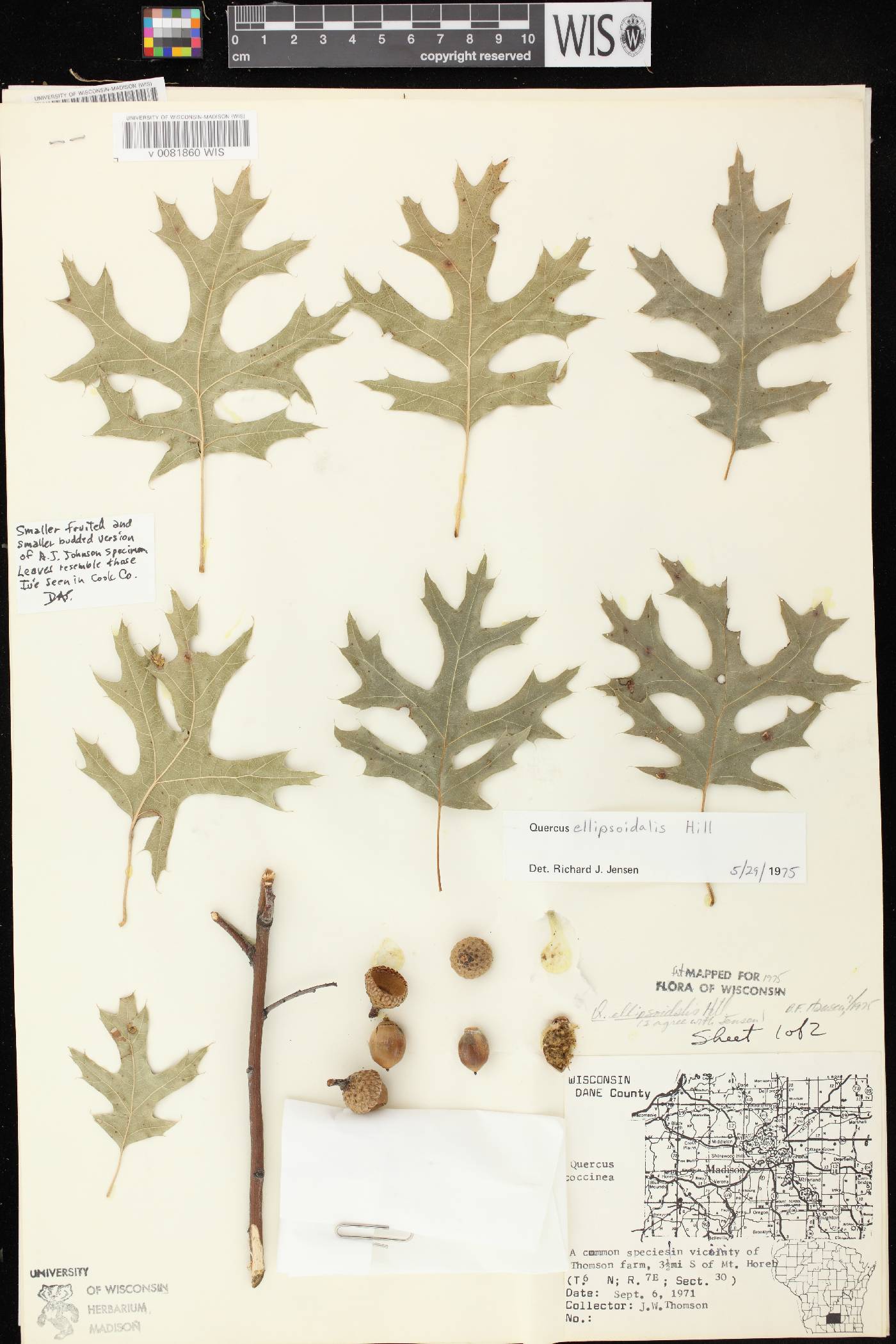 Quercus ellipsoidalis image