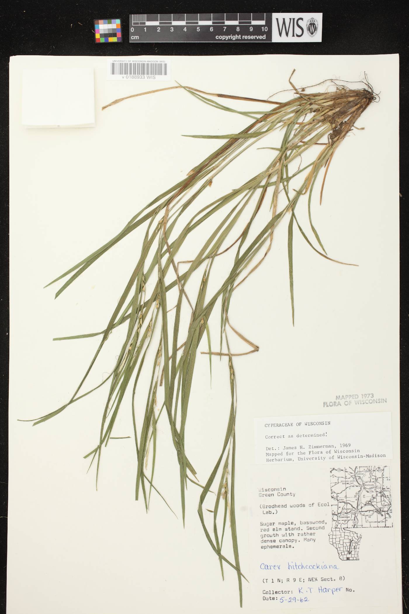 Carex hitchcockiana image