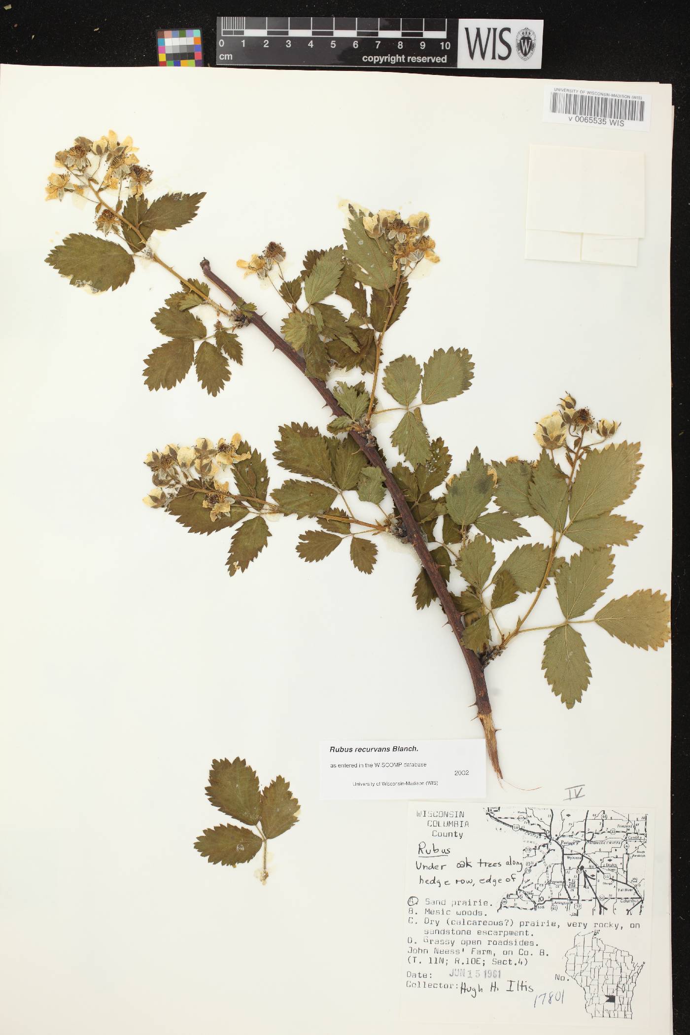 Rubus pensilvanicus image