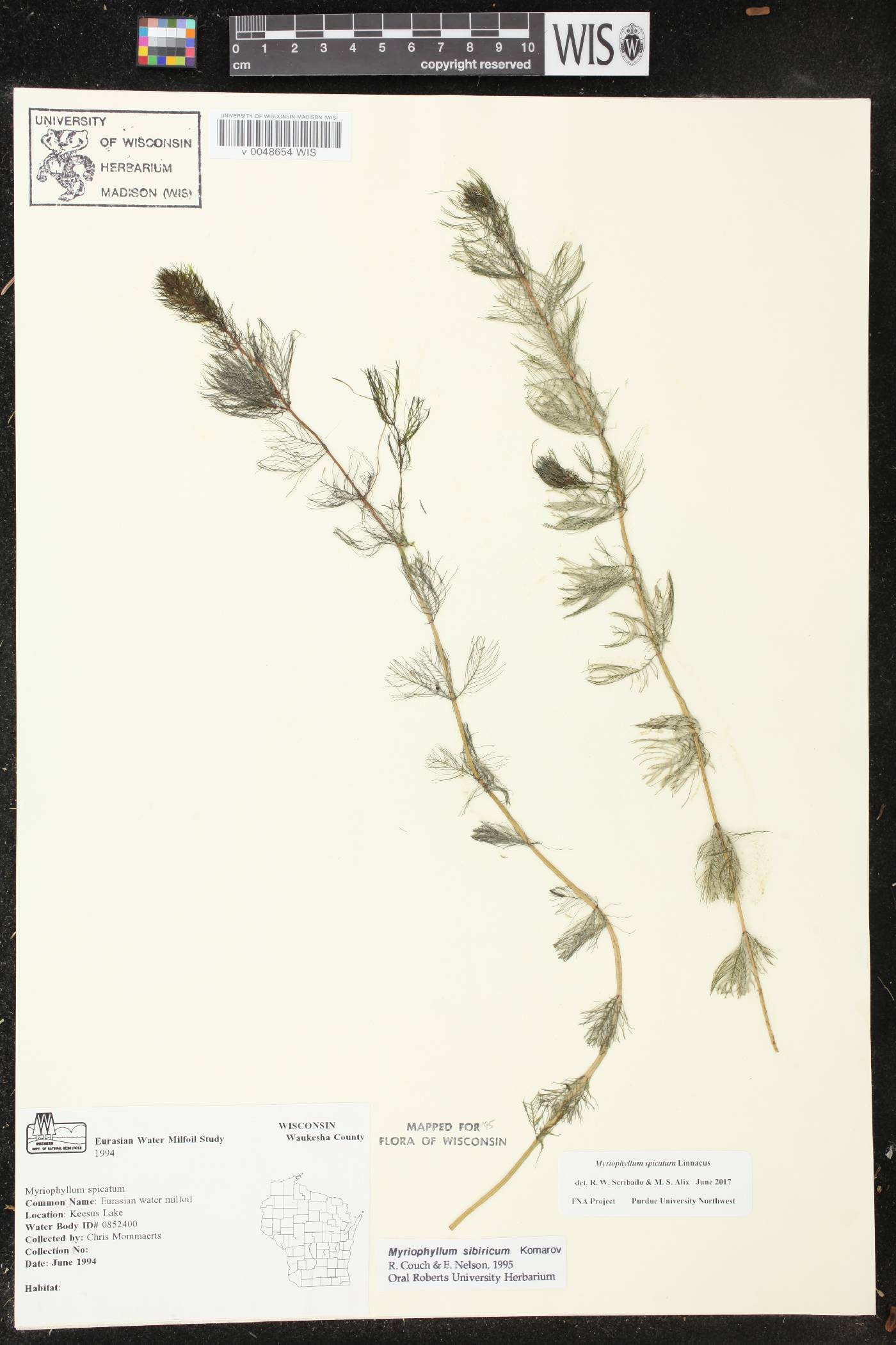 Myriophyllum sibiricum image