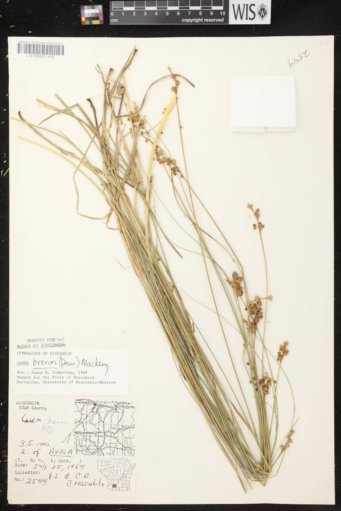 Carex brevior image