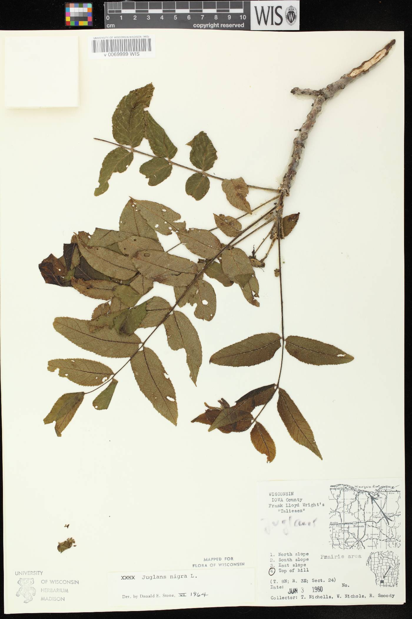 Juglans nigra image