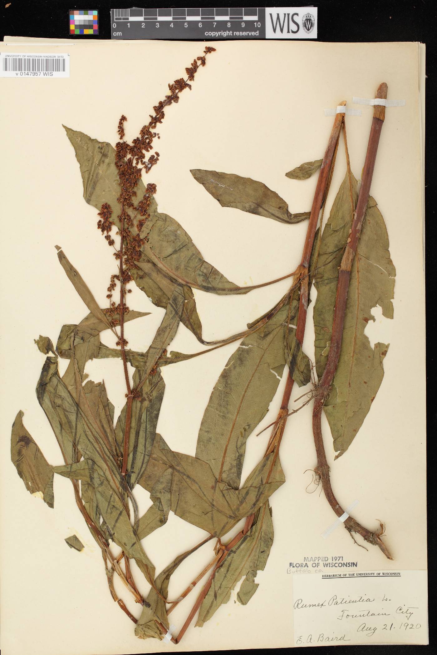 Rumex patientia image