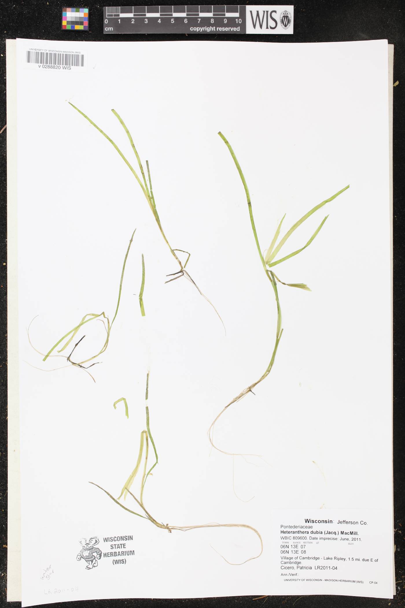 Heteranthera dubia image
