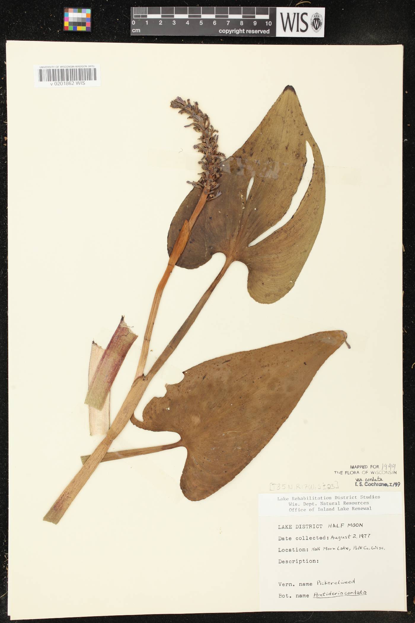 Pontederia cordata image