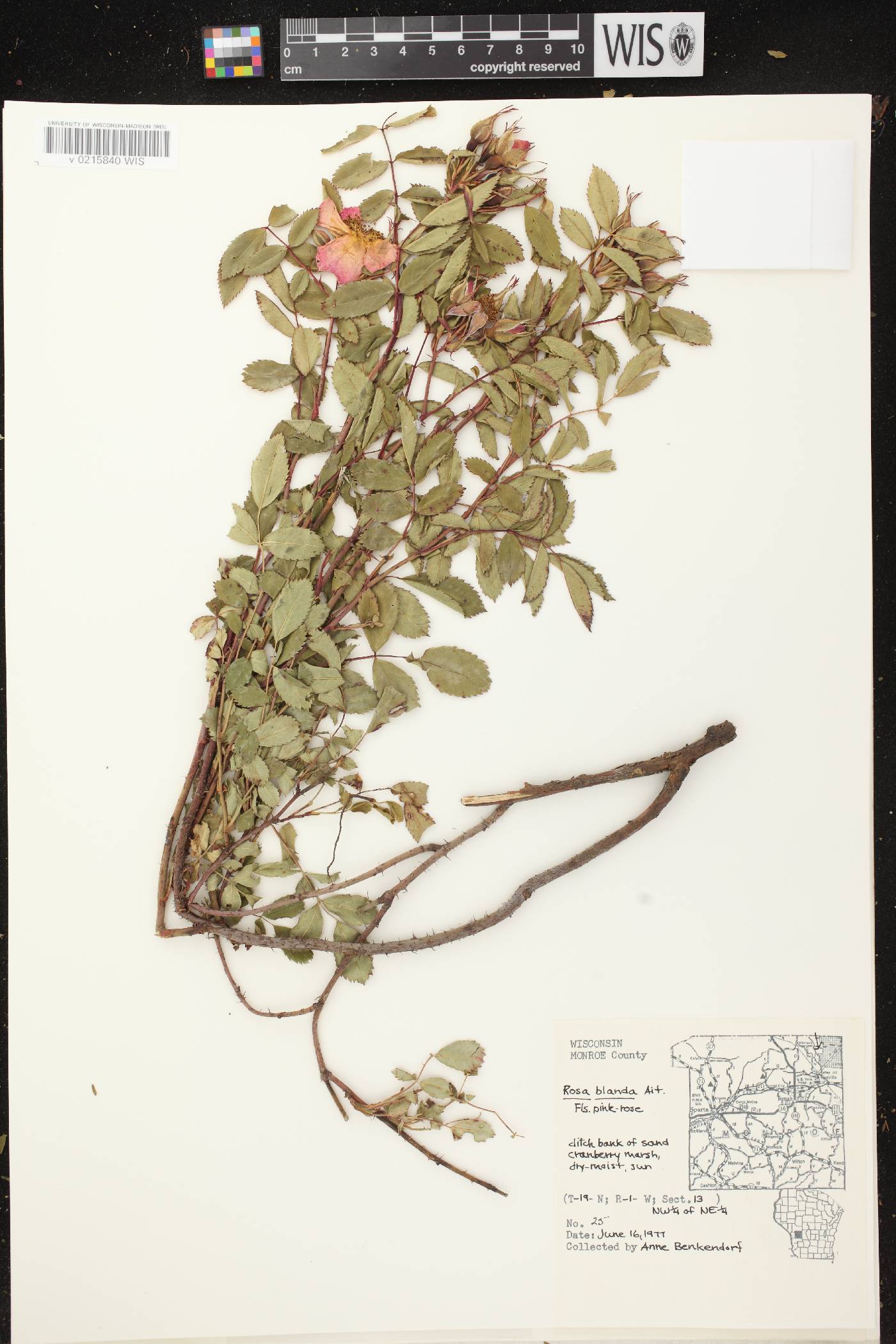 Rosa blanda image