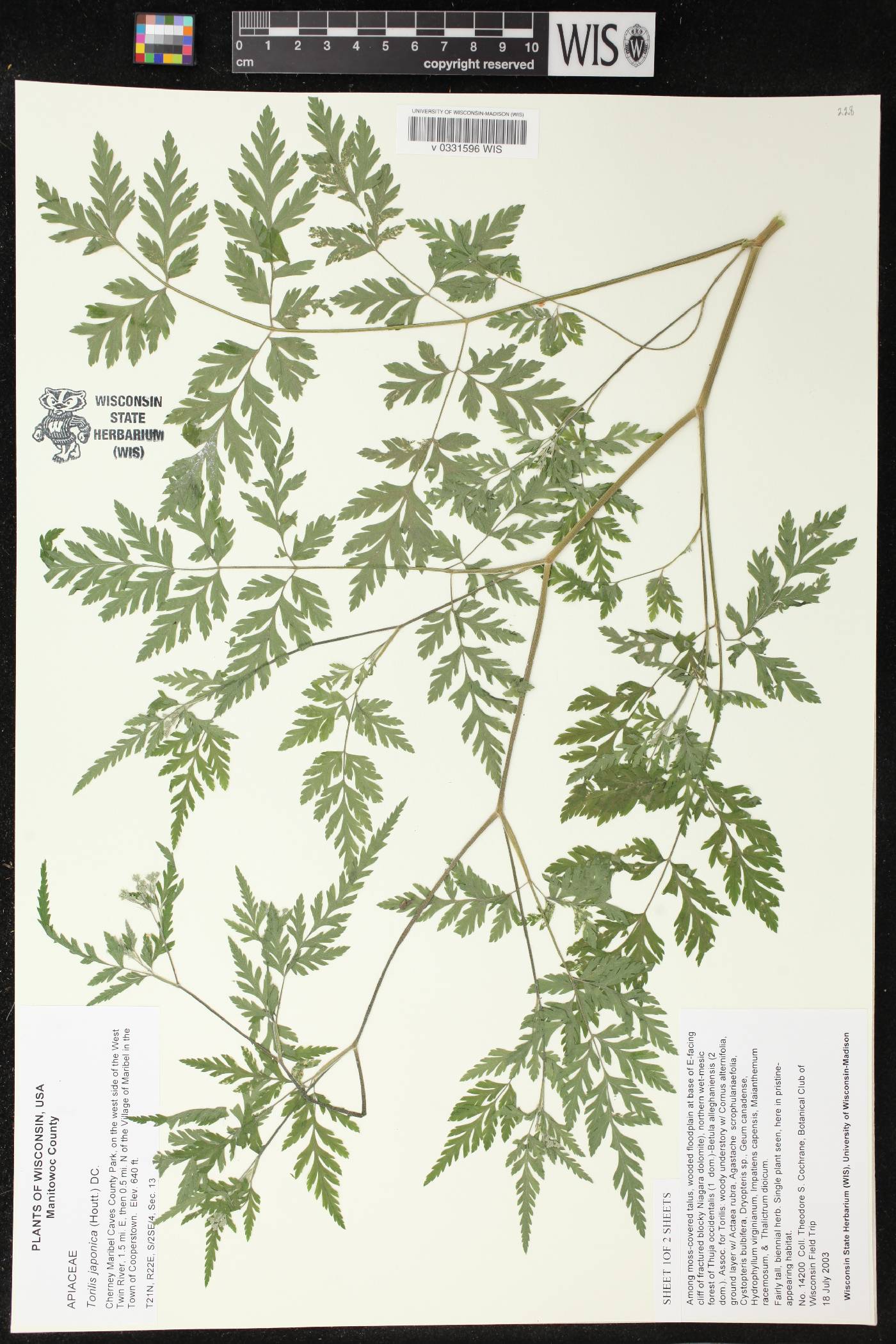 Torilis japonica image