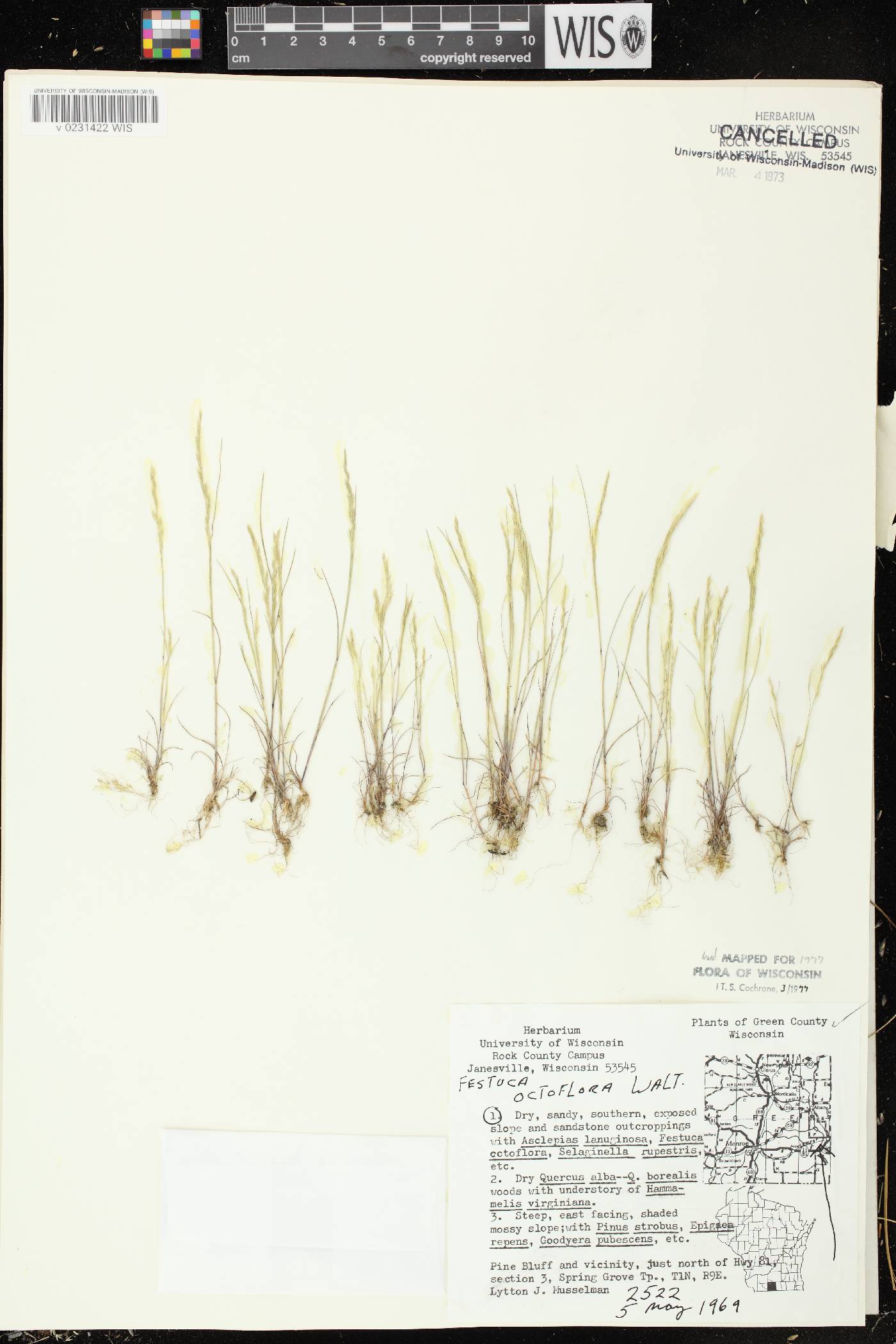 Festuca octoflora var. glauca image