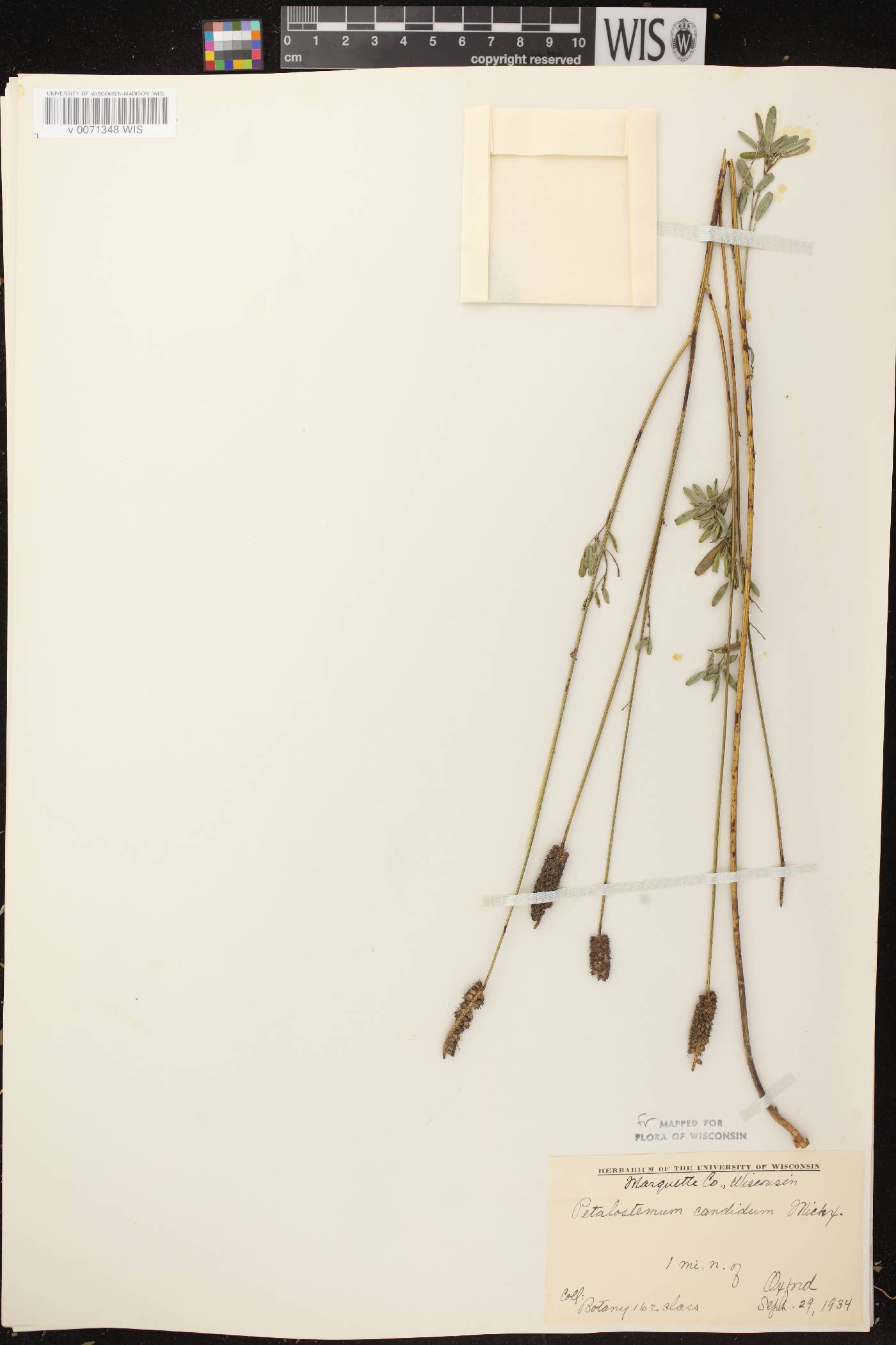 Dalea candida image