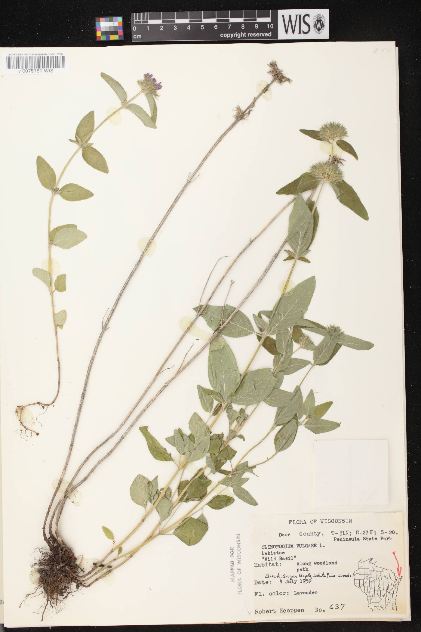 Clinopodium vulgare image