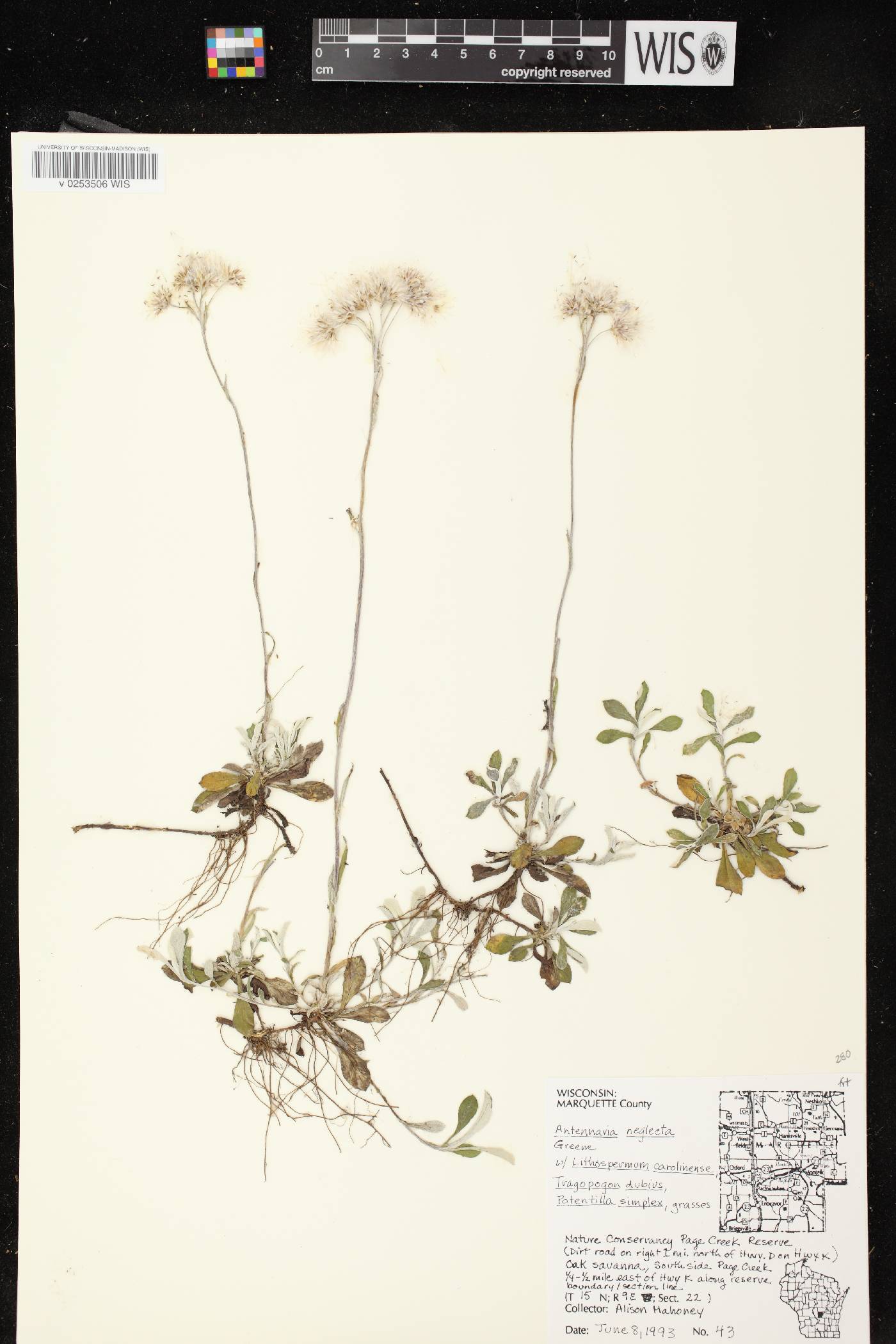 Antennaria neglecta image