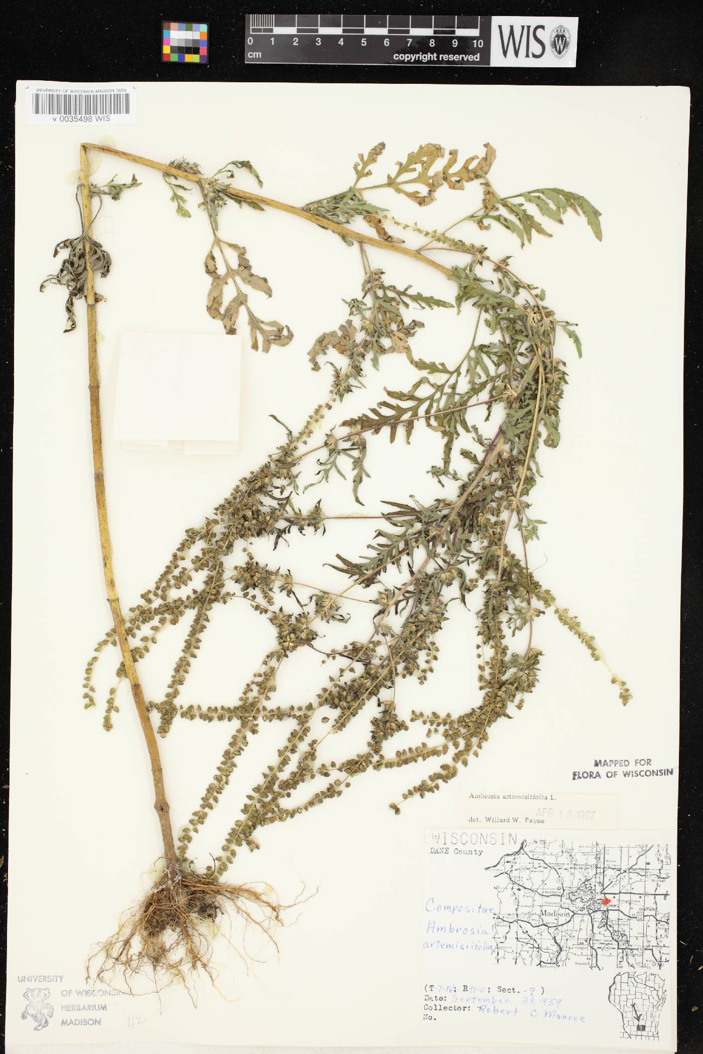 Ambrosia artemisiifolia image