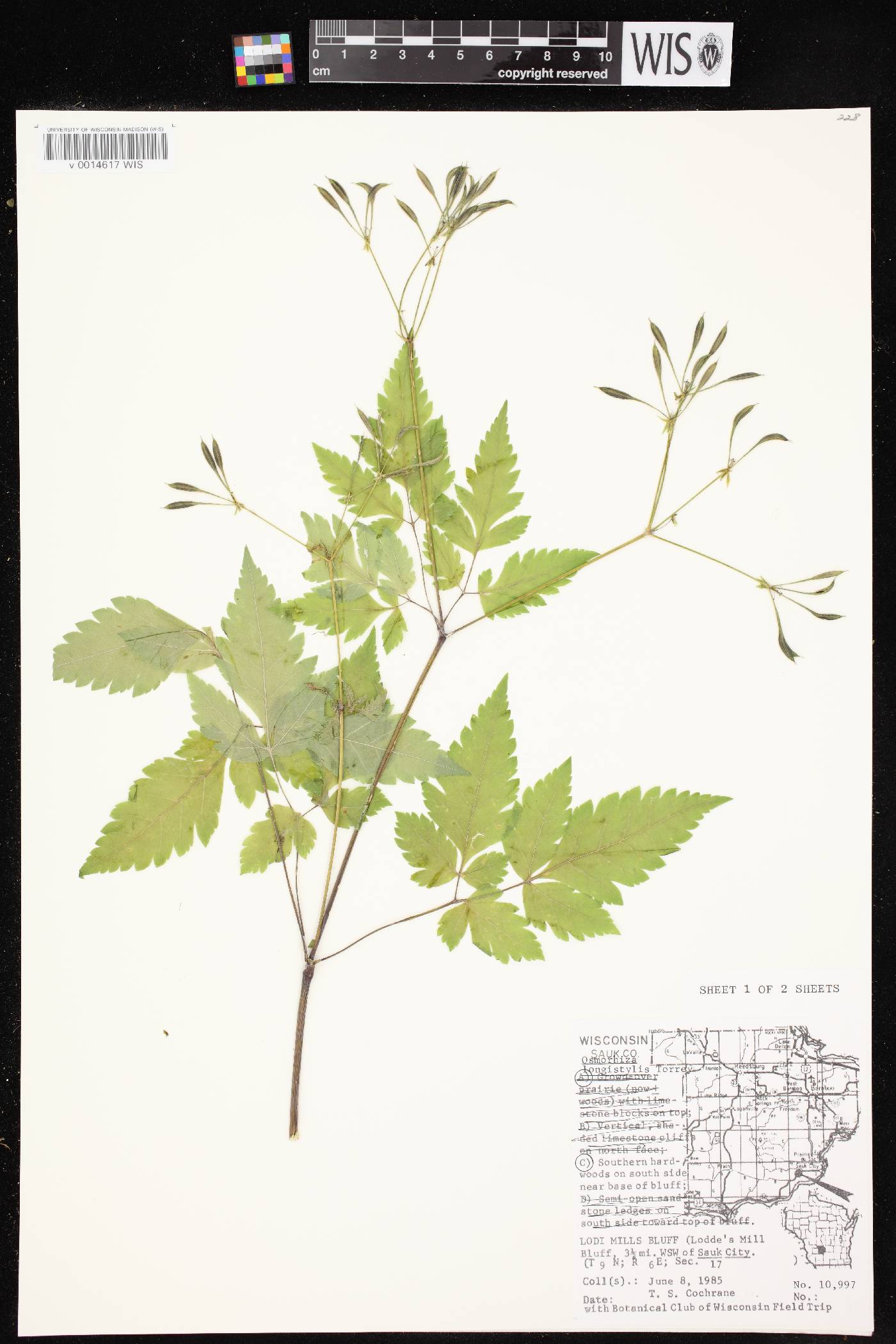 Osmorhiza longistylis image