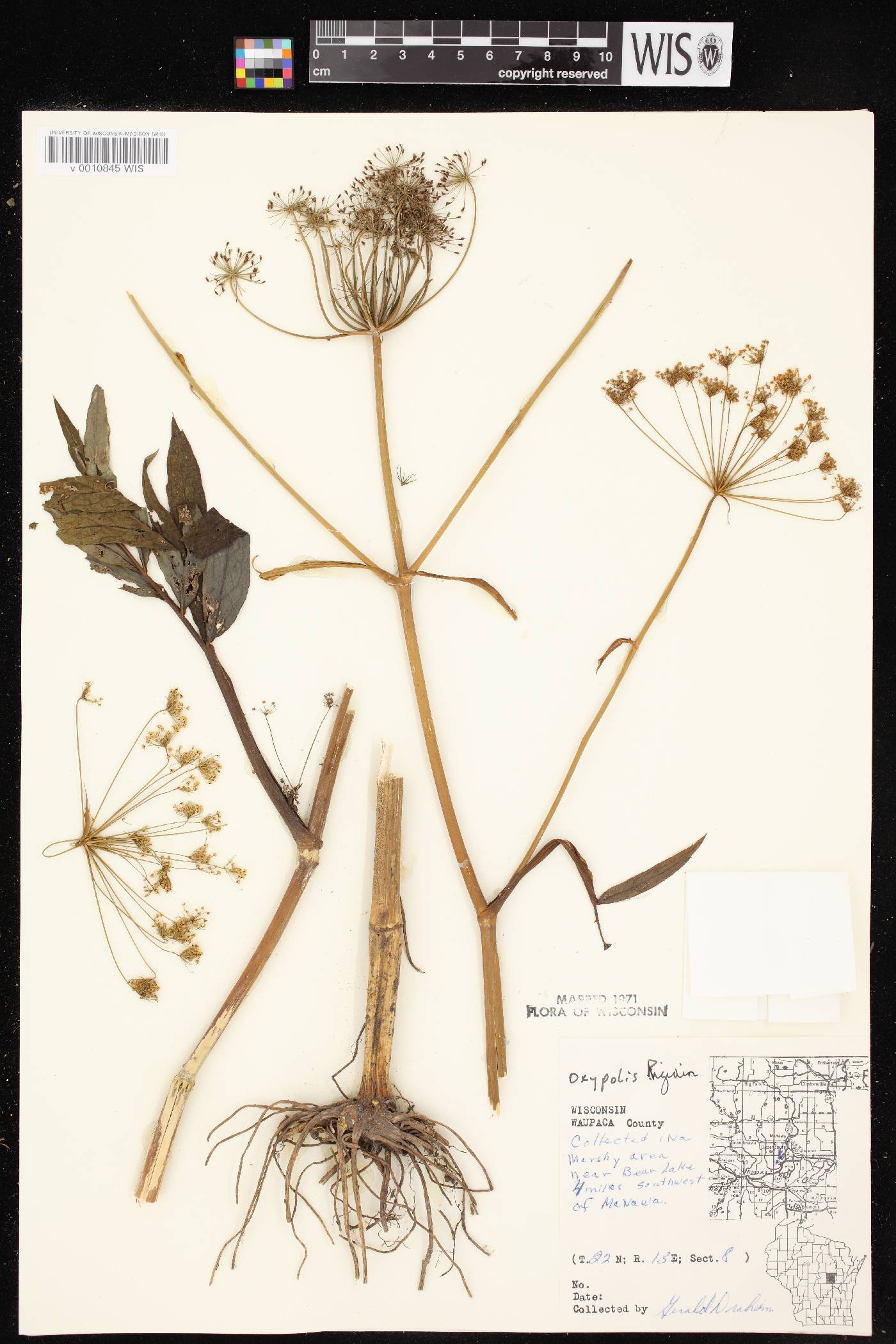 Oxypolis rigidior image