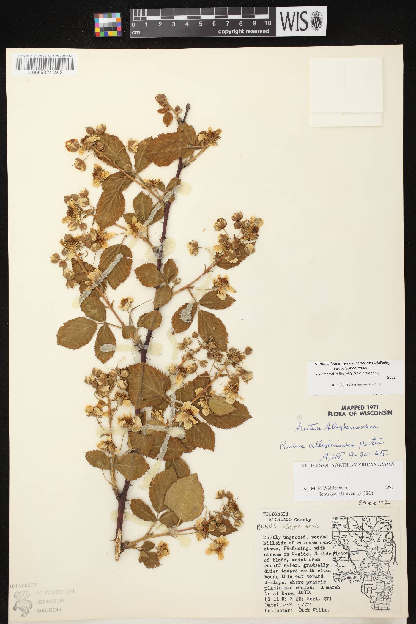 Rubus allegheniensis image