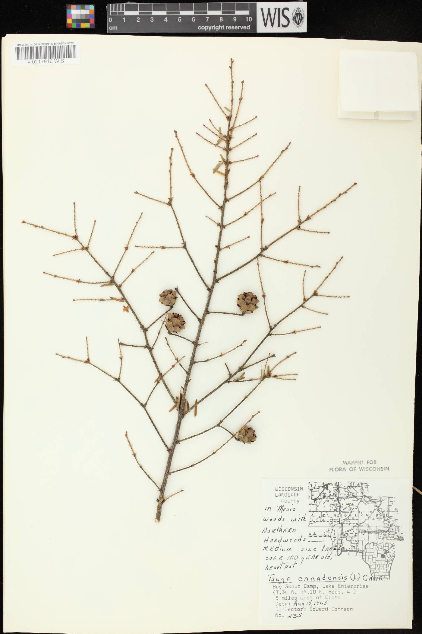 Tsuga canadensis image
