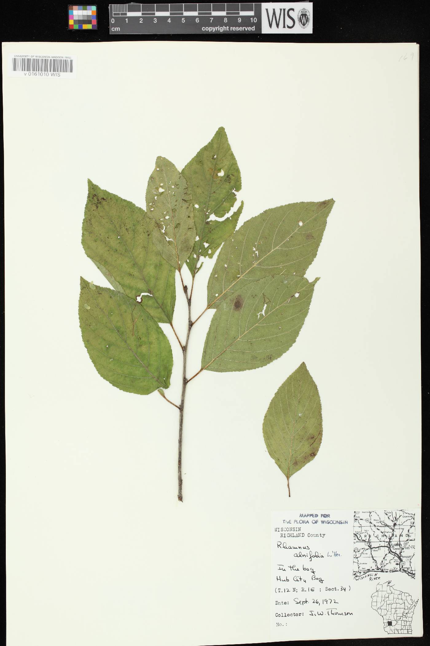 Rhamnus alnifolia image