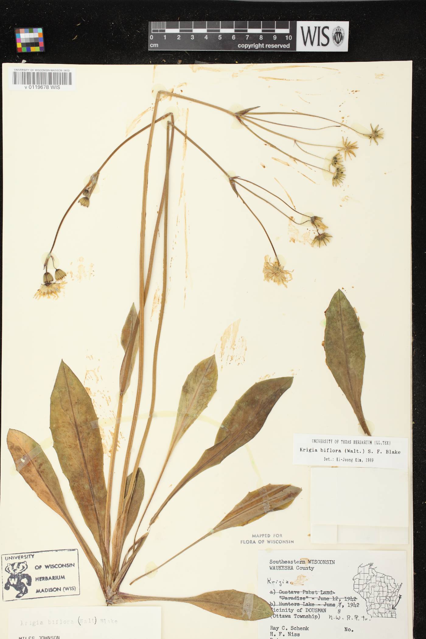 Krigia biflora image