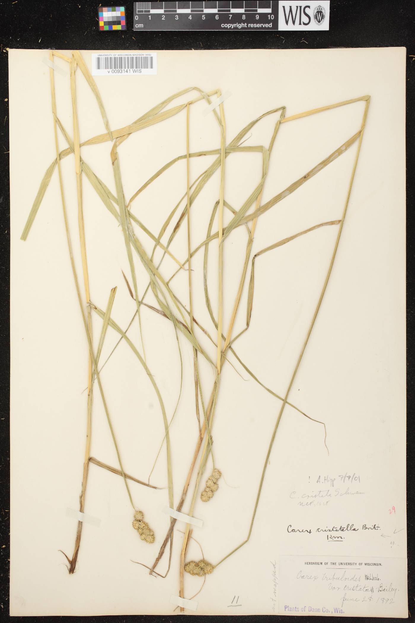 Carex cristatella image