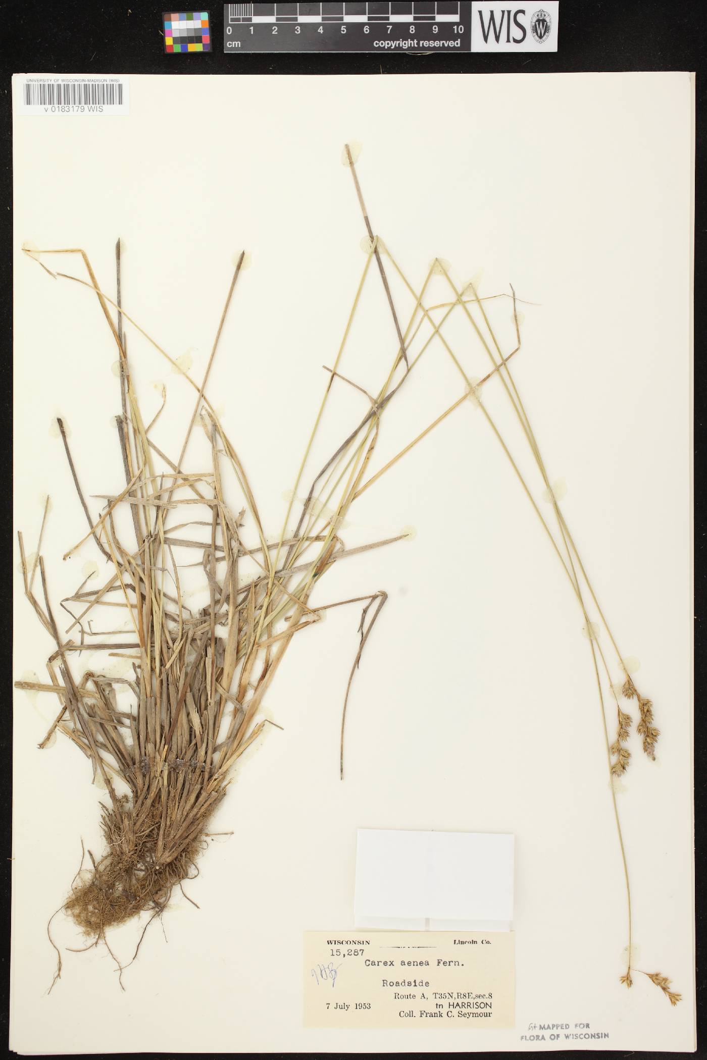 Carex foenea image