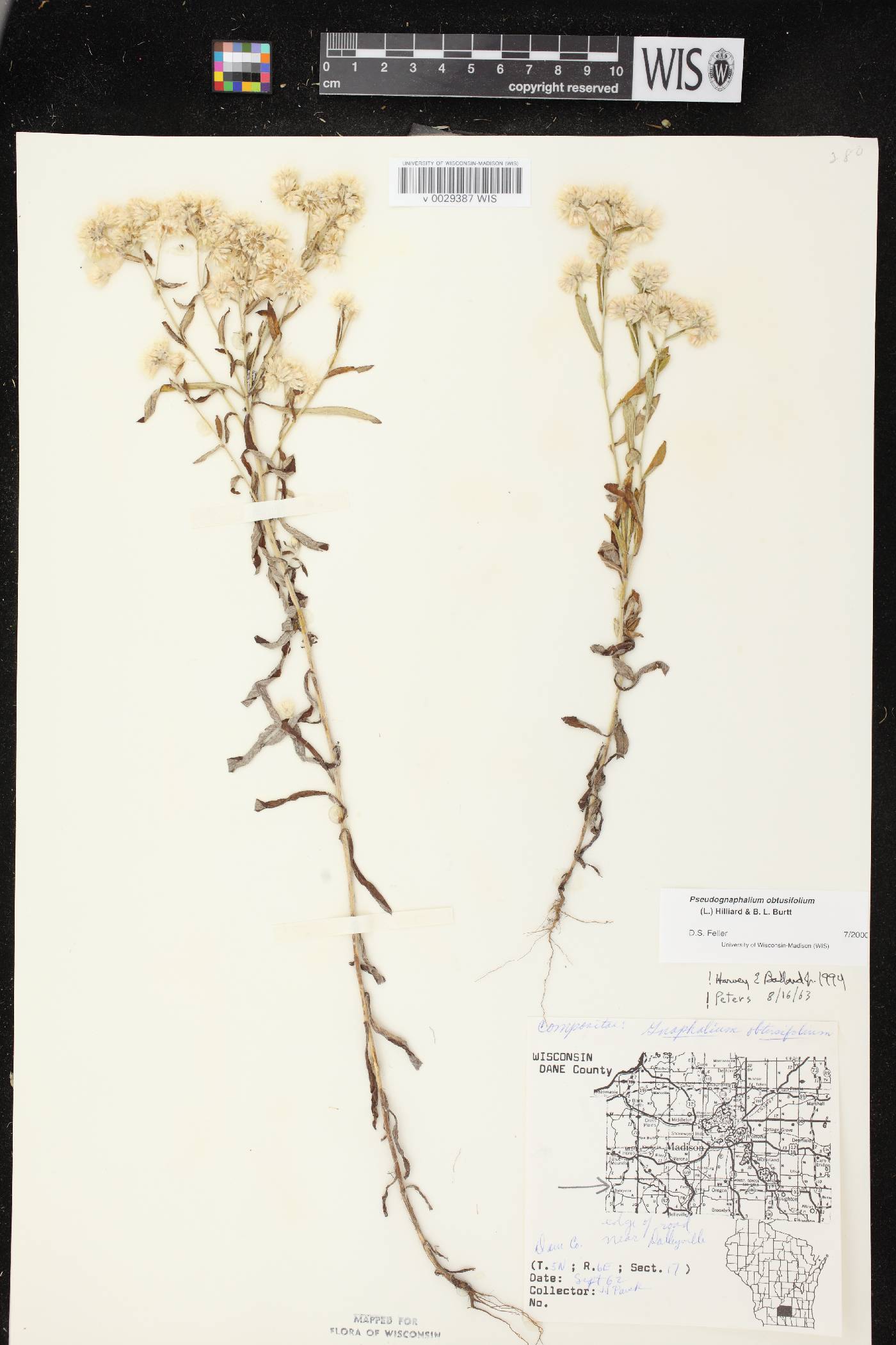 Pseudognaphalium obtusifolium image