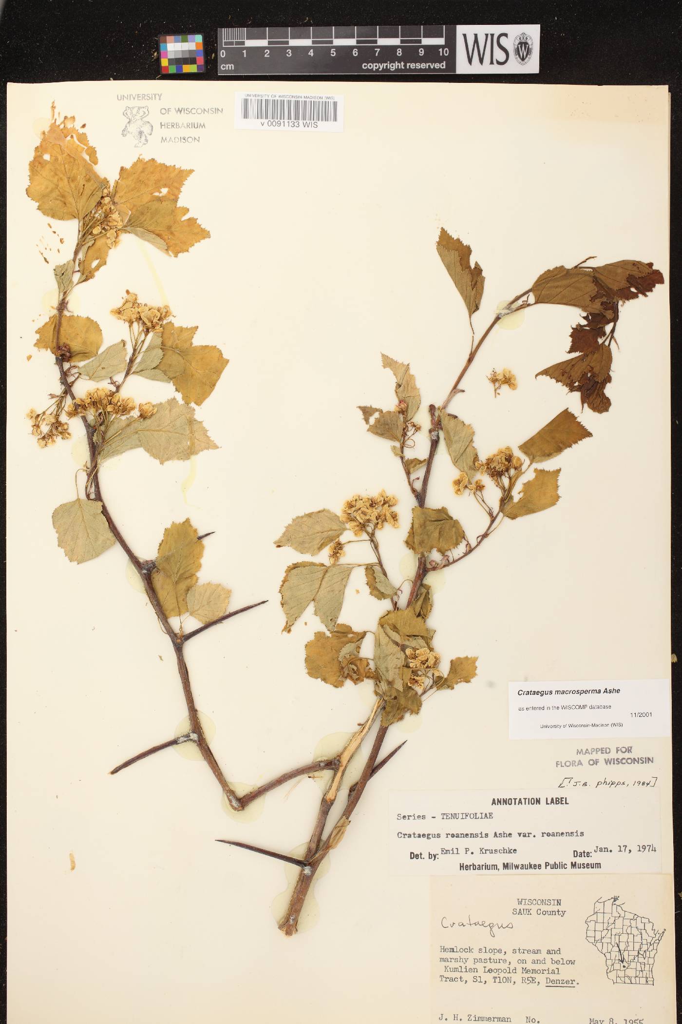Crataegus macrosperma image