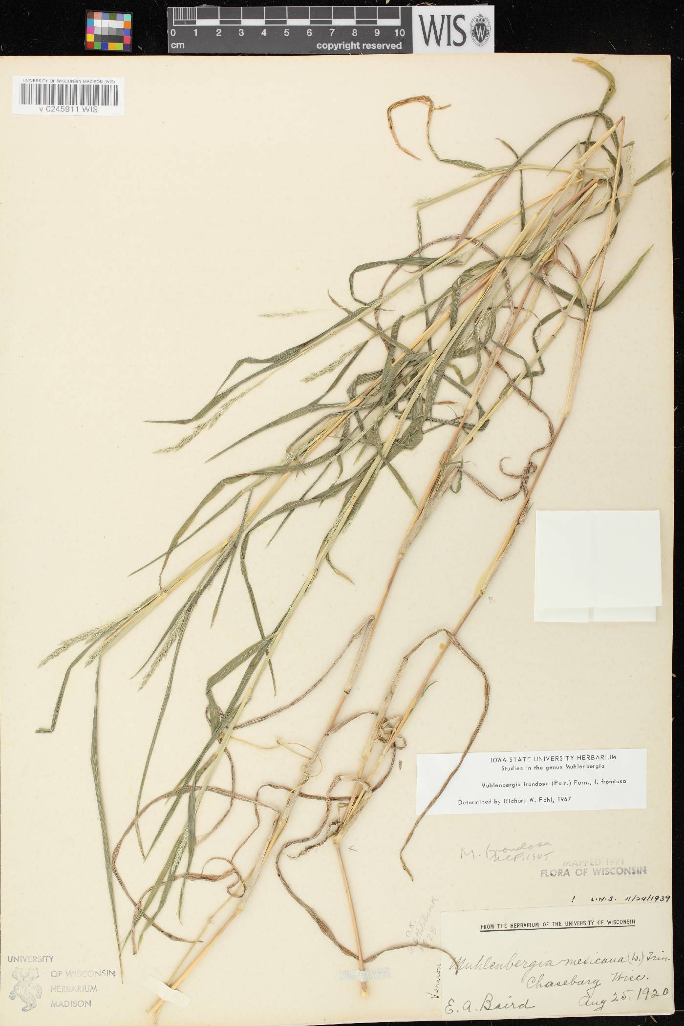 Muhlenbergia frondosa image