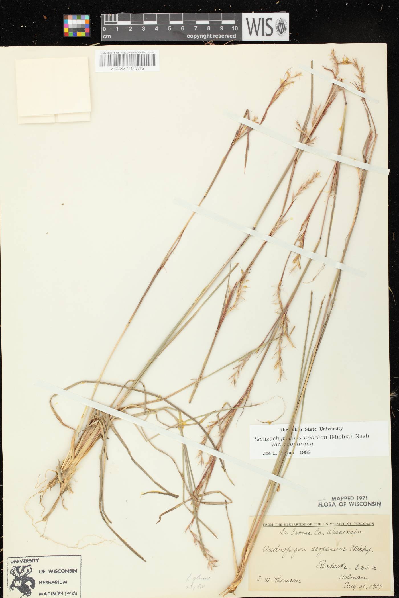 Schizachyrium scoparium var. scoparium image