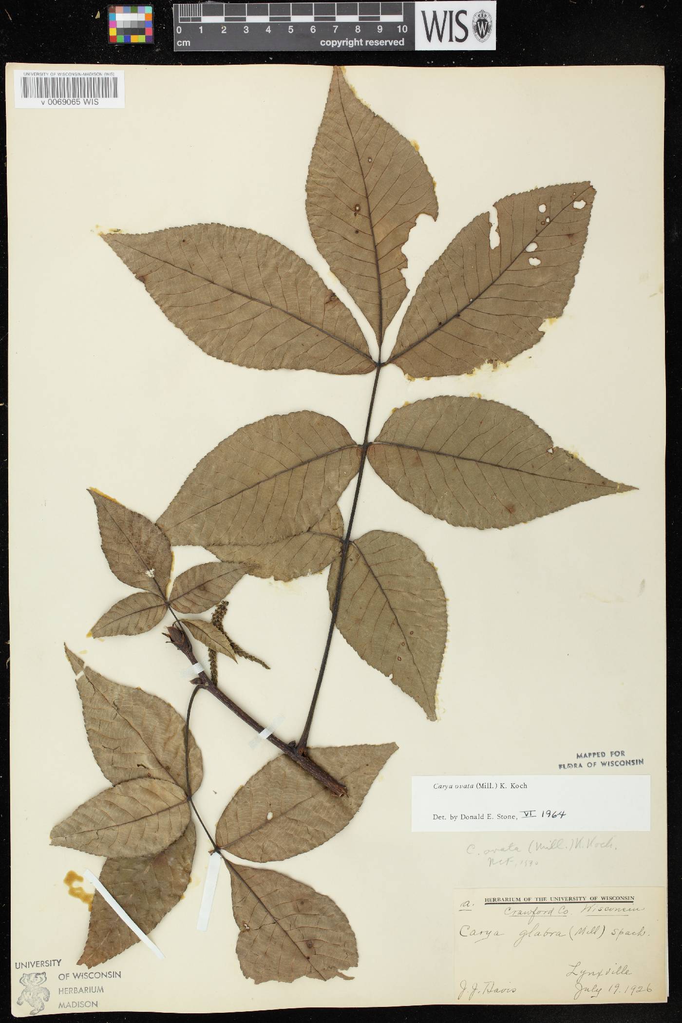 Carya ovata image