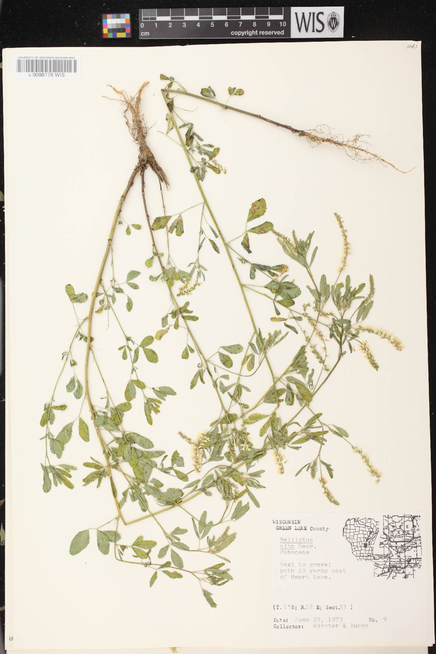 Melilotus albus image