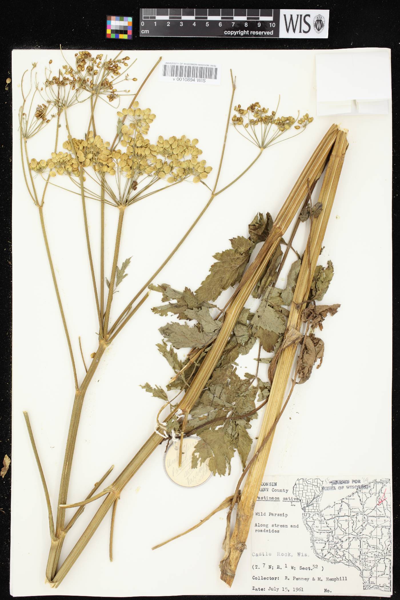 Pastinaca sativa image