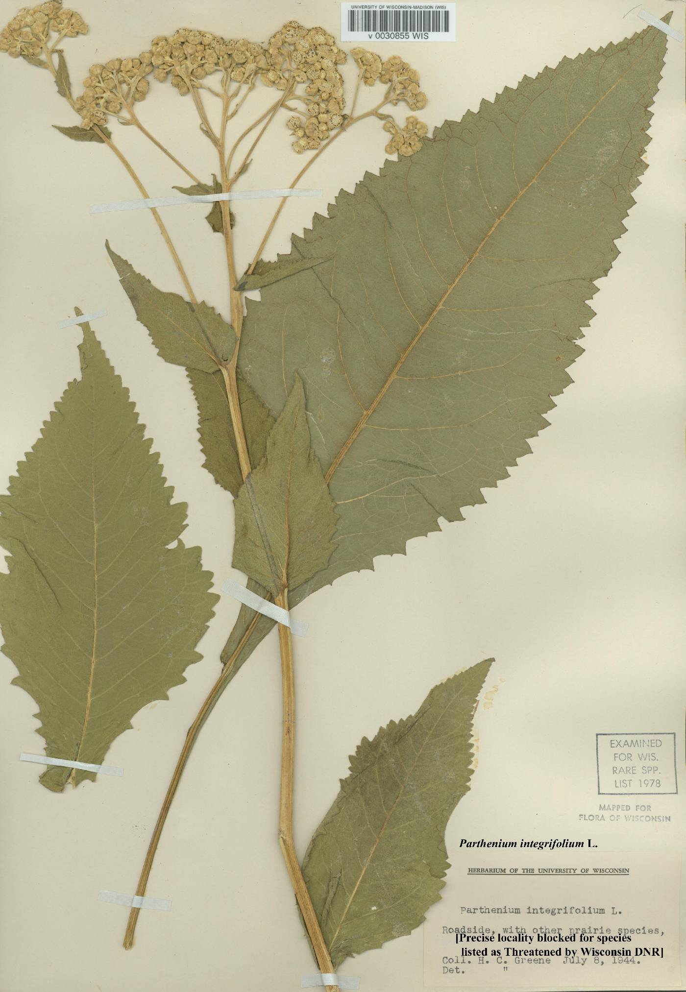 Parthenium integrifolium image