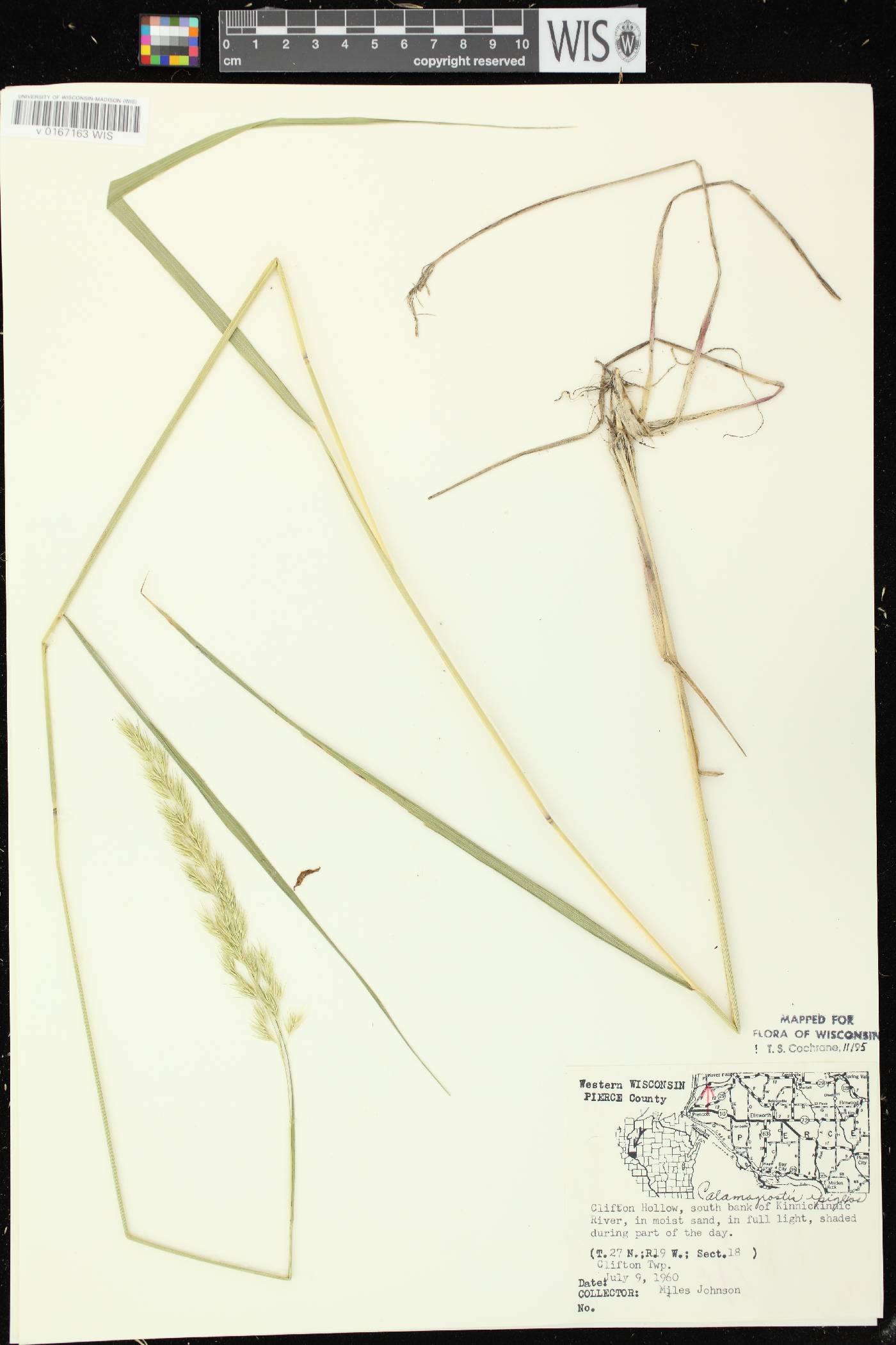 Calamagrostis epigejos image
