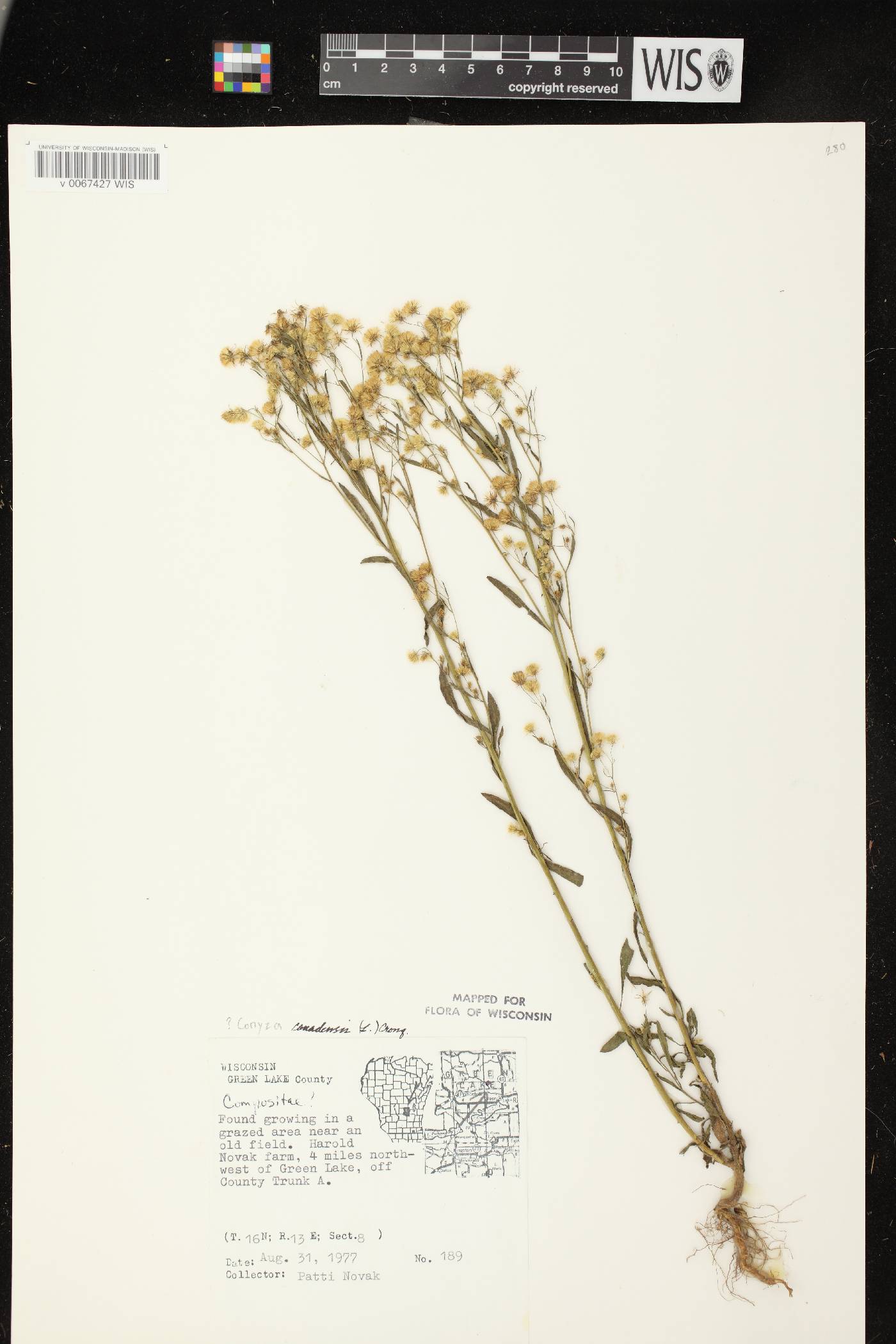 Conyza canadensis image