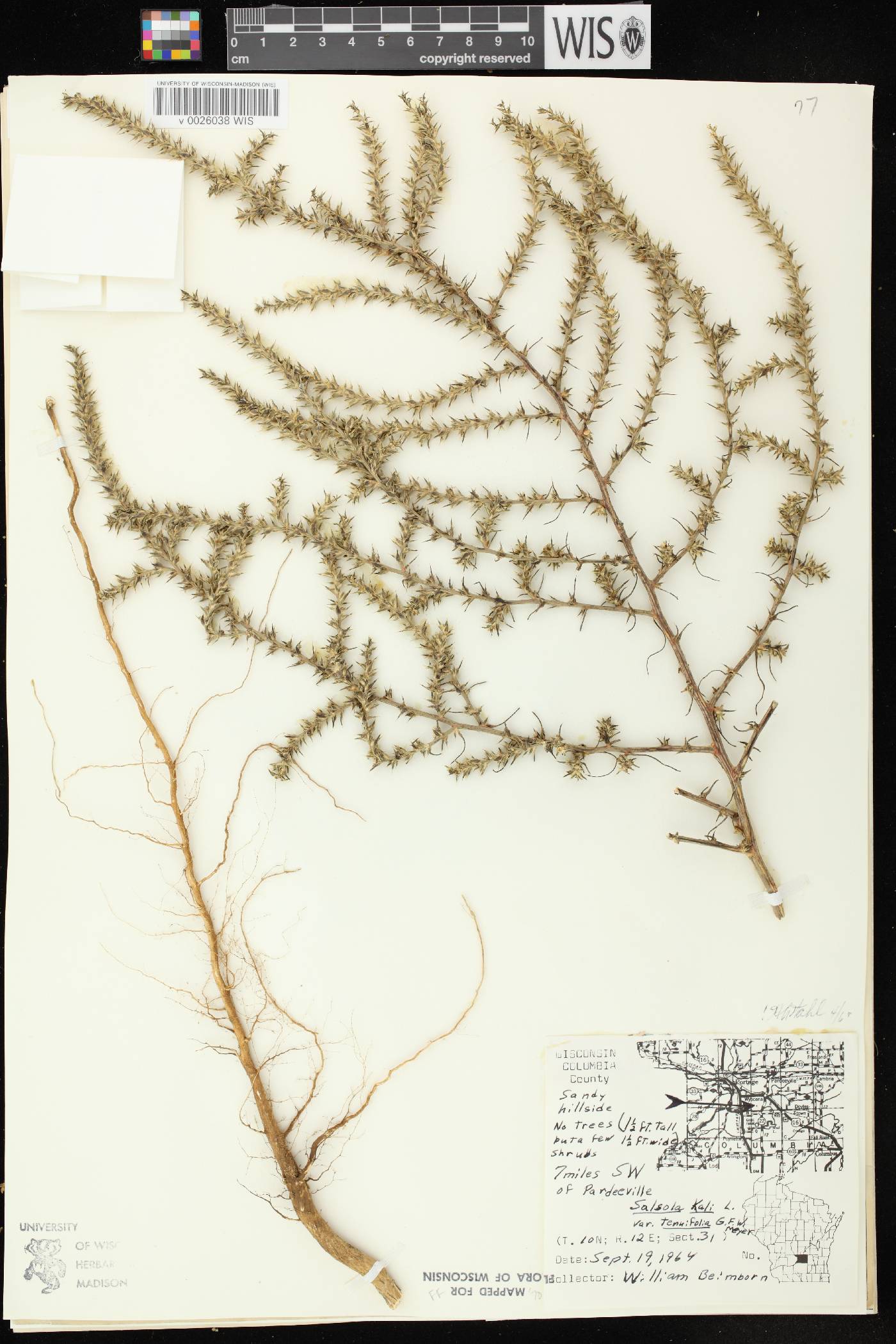 Salsola tragus image