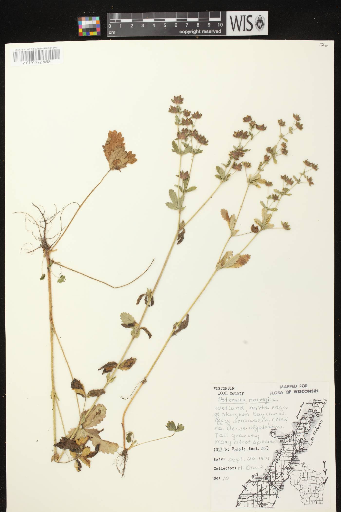 Potentilla norvegica image