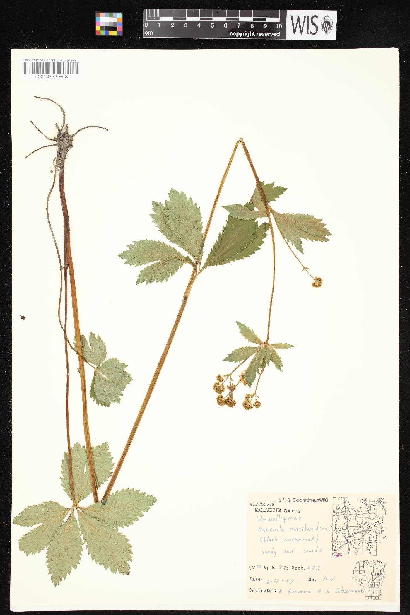 Sanicula marilandica image