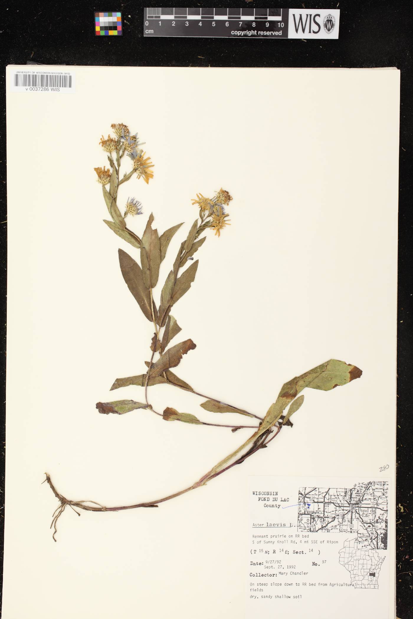 Symphyotrichum laeve image