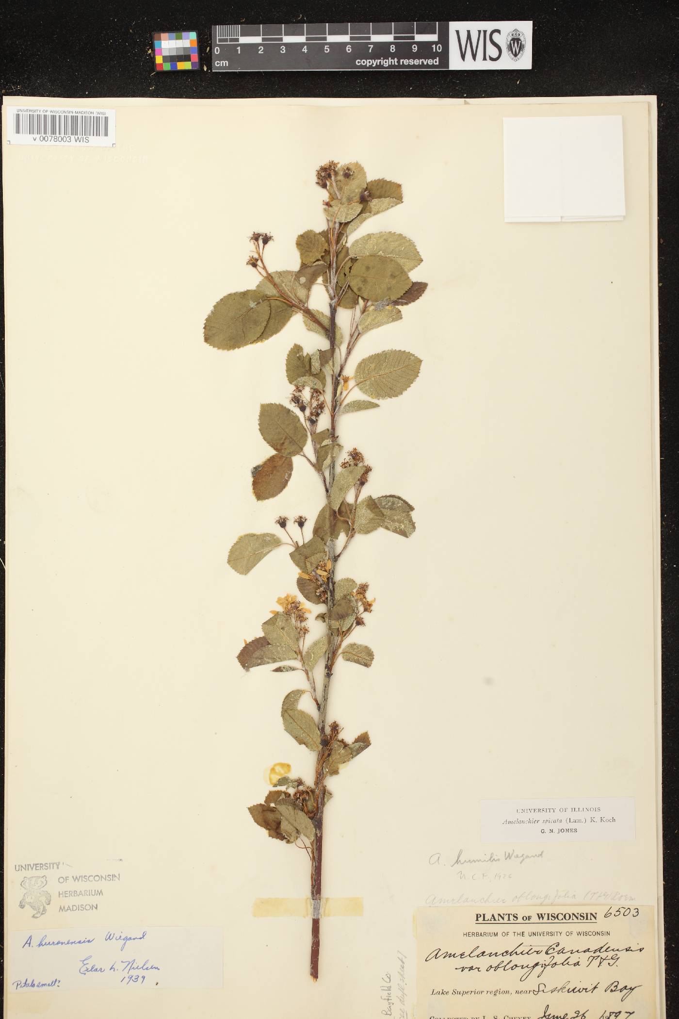 Amelanchier spicata image
