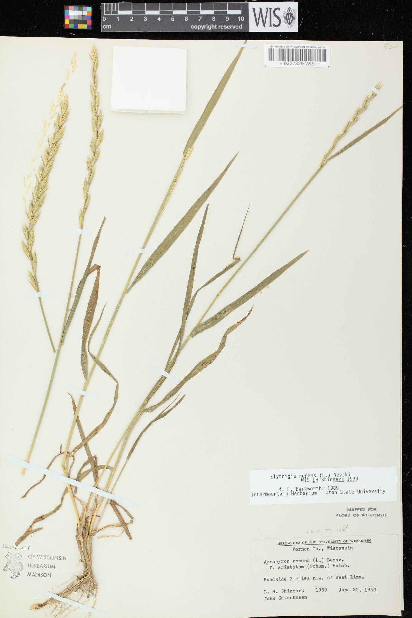 Elymus repens image