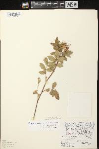 Image of Rosa carolina subsp. subserrulata