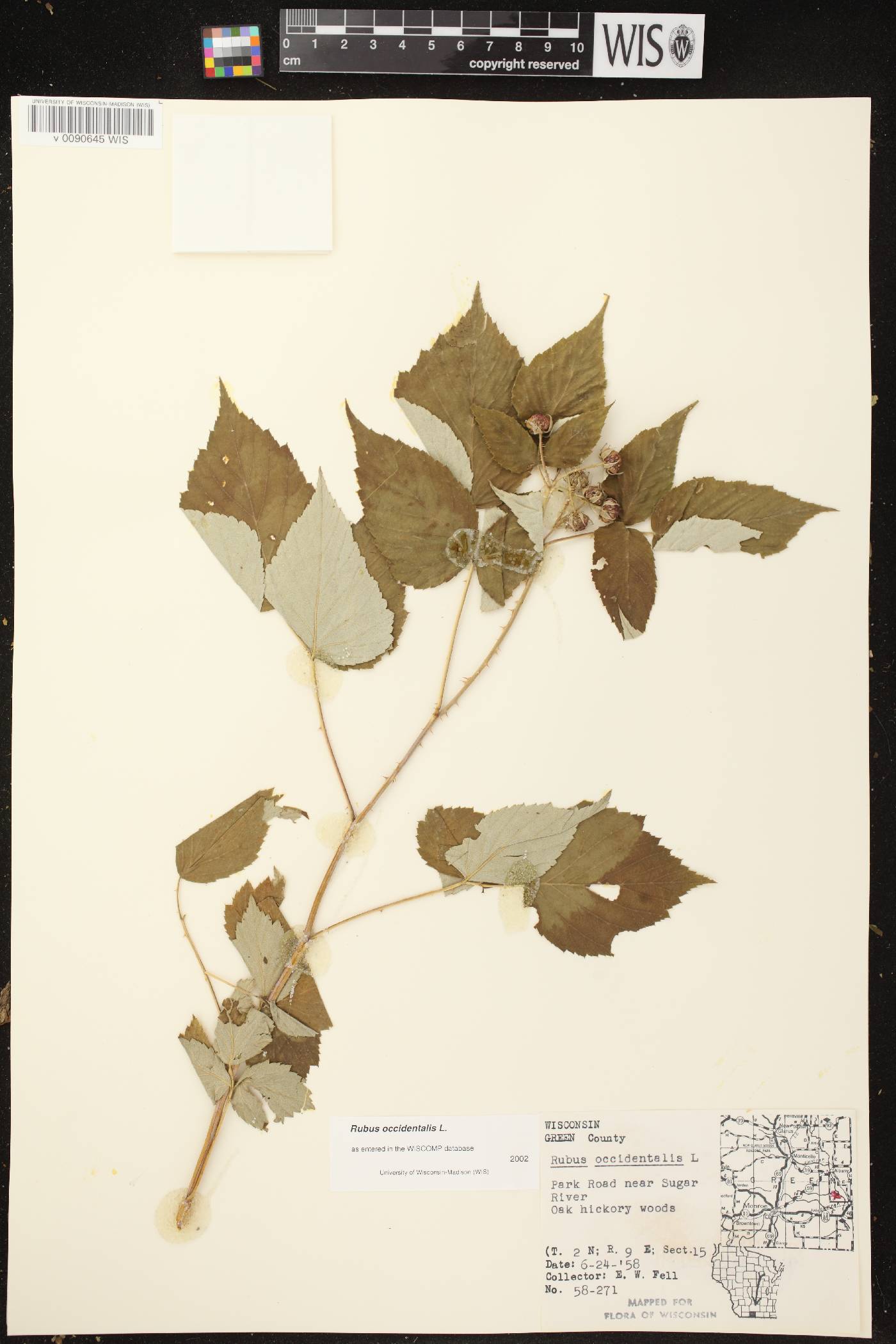 Rubus occidentalis image